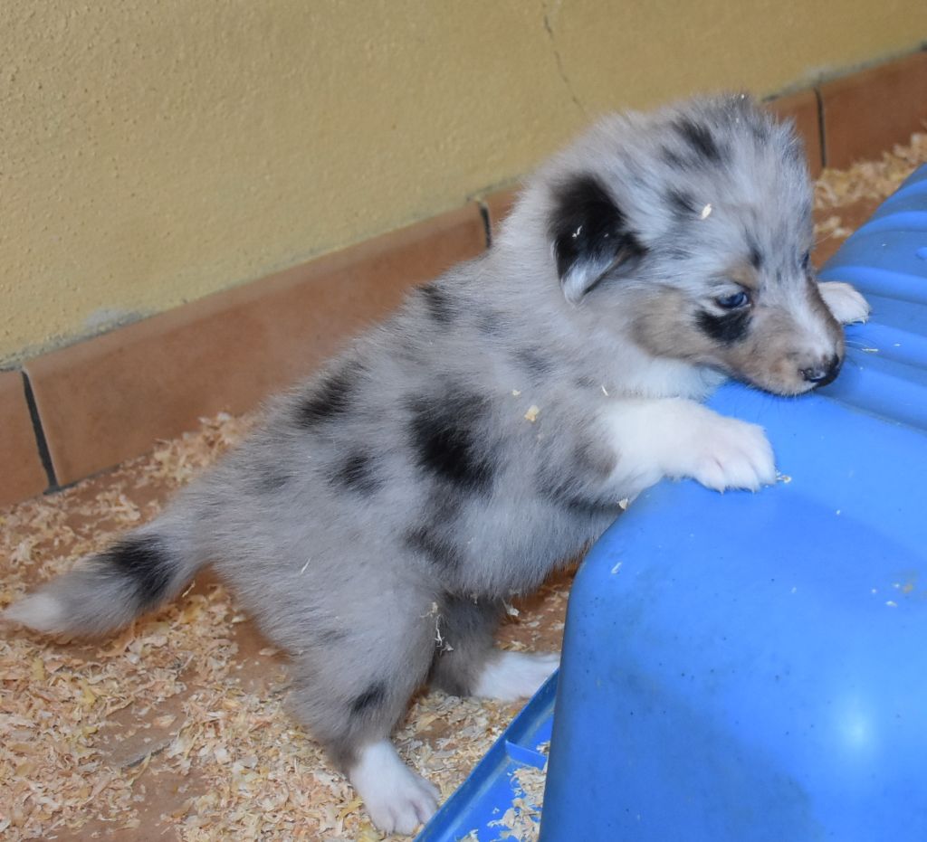 De la combe berail - Chiots disponibles - Shetland Sheepdog