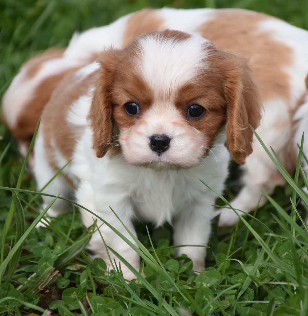 De la combe berail - Chiots disponibles - Cavalier King Charles Spaniel