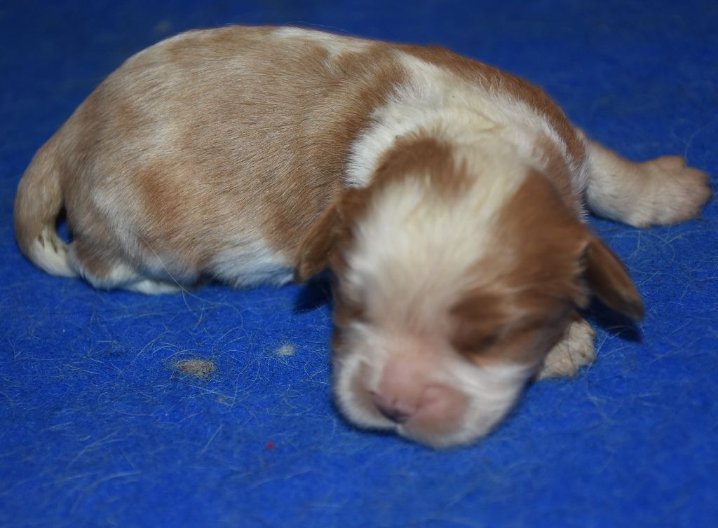 De la combe berail - Chiots disponibles - Cavalier King Charles Spaniel