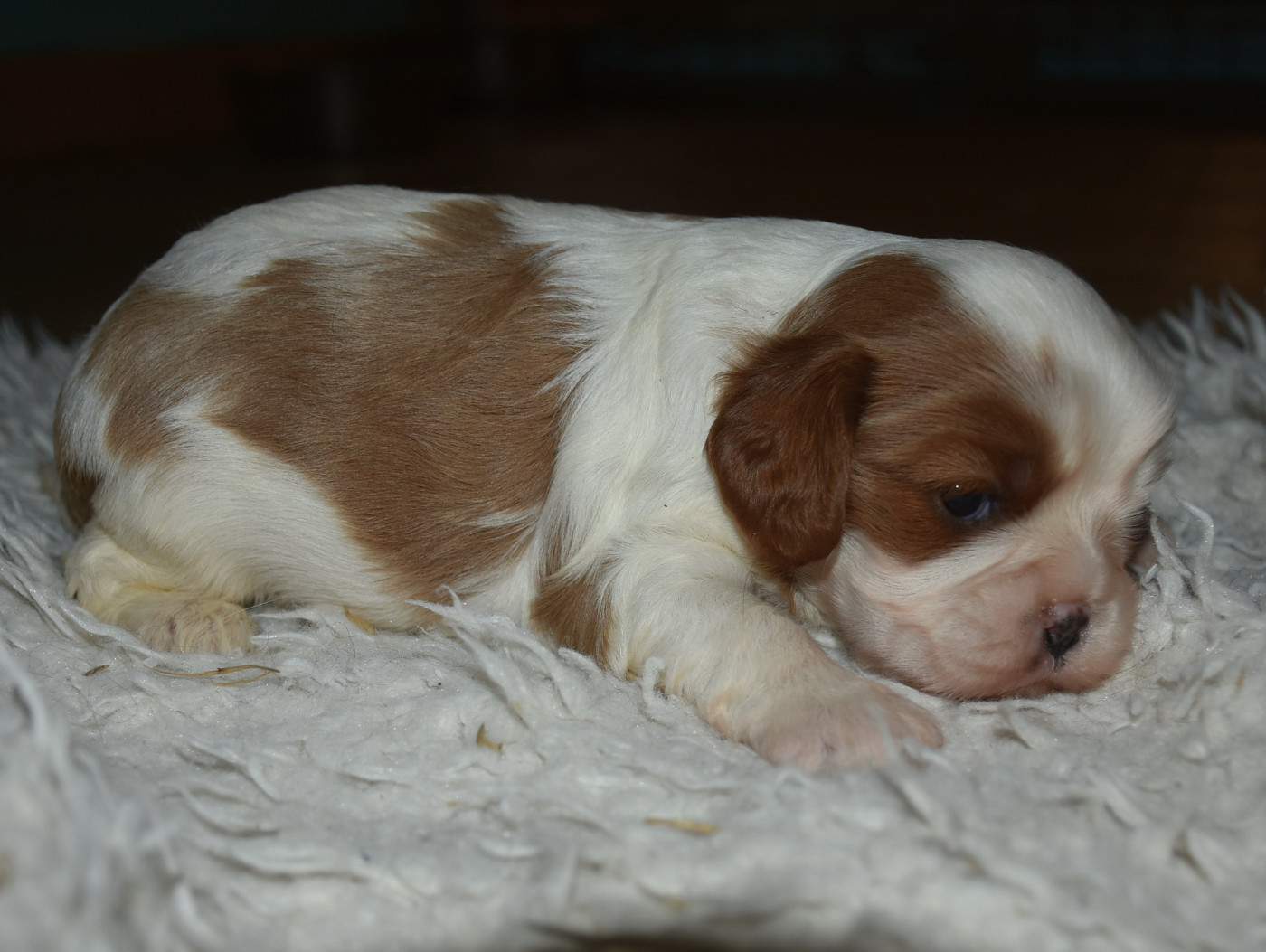 De la combe berail - Chiots disponibles - Cavalier King Charles Spaniel