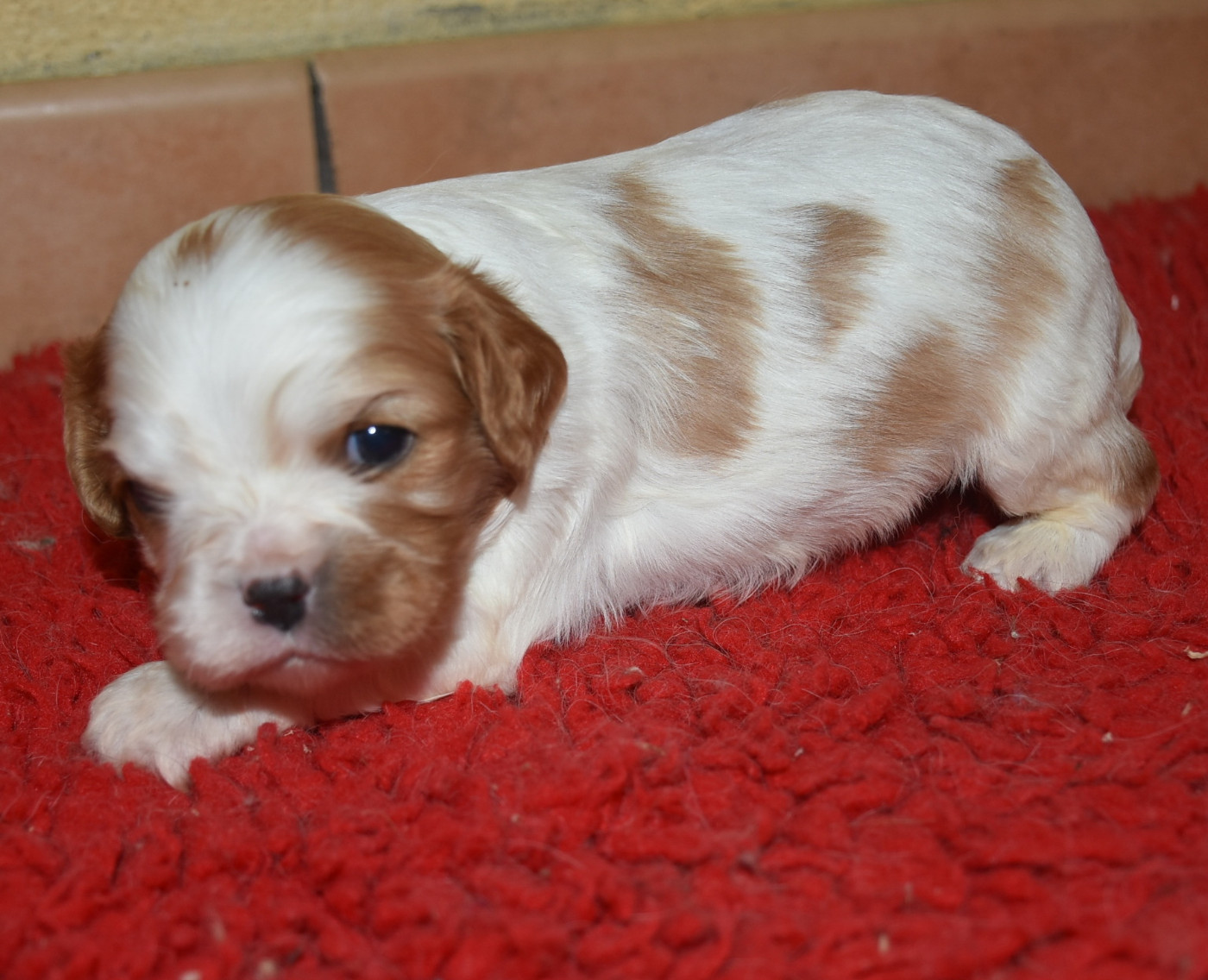 De la combe berail - Chiots disponibles - Cavalier King Charles Spaniel