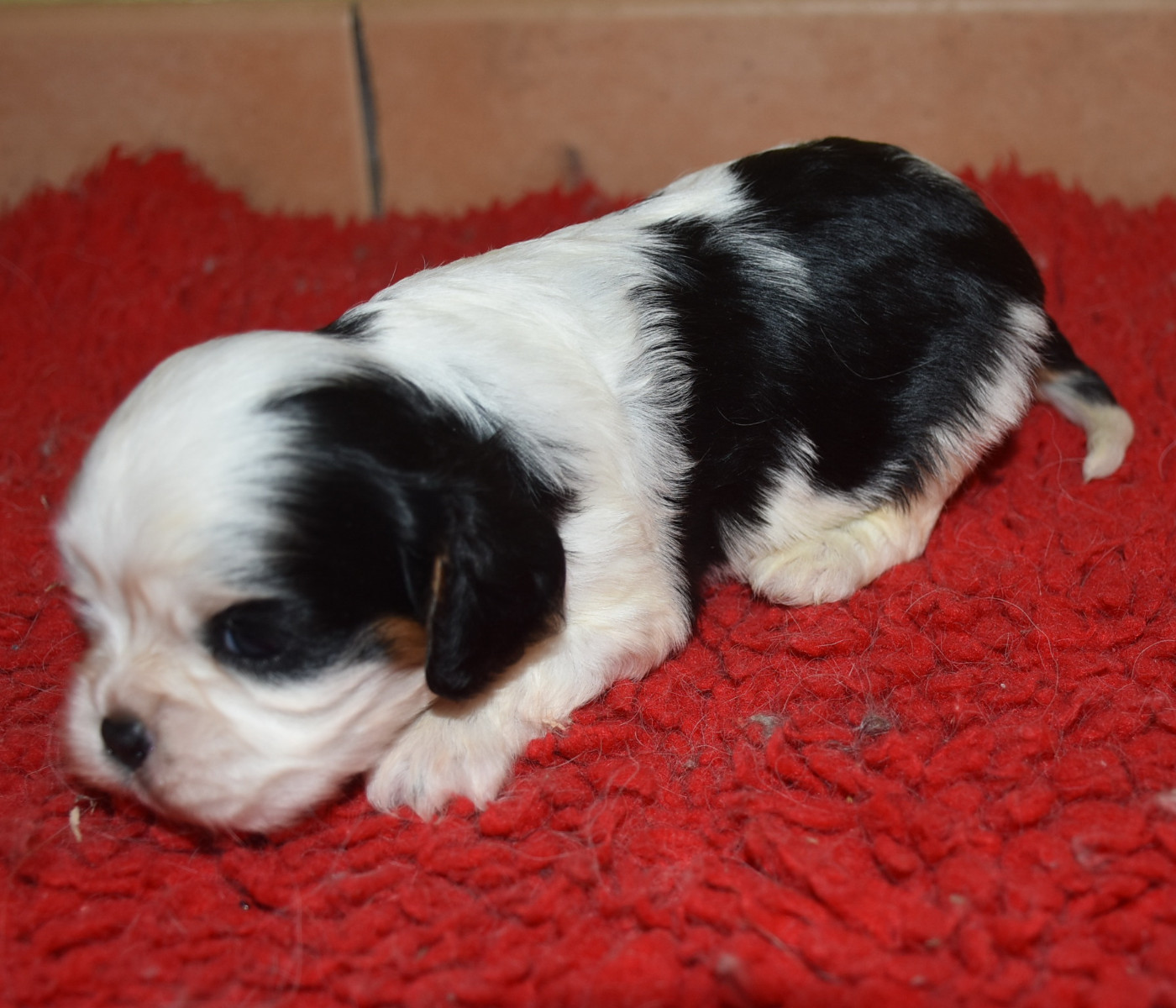 De la combe berail - Chiots disponibles - Cavalier King Charles Spaniel