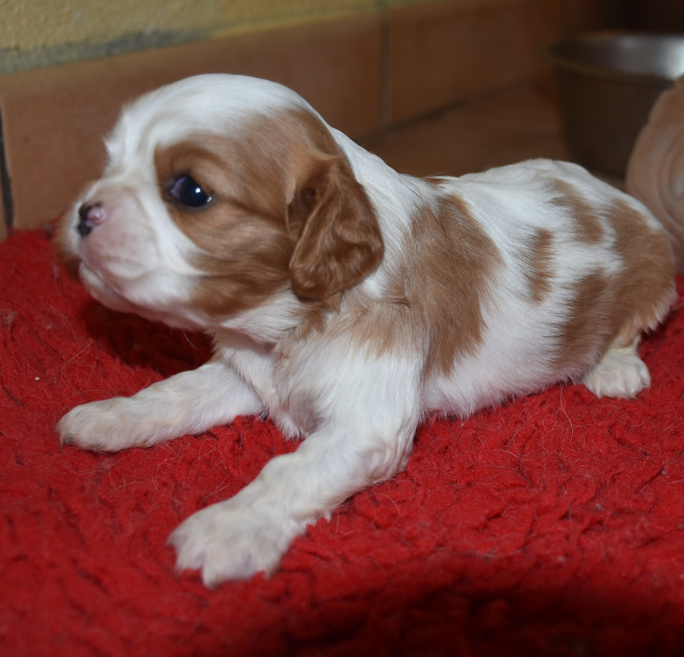 De la combe berail - Chiots disponibles - Cavalier King Charles Spaniel