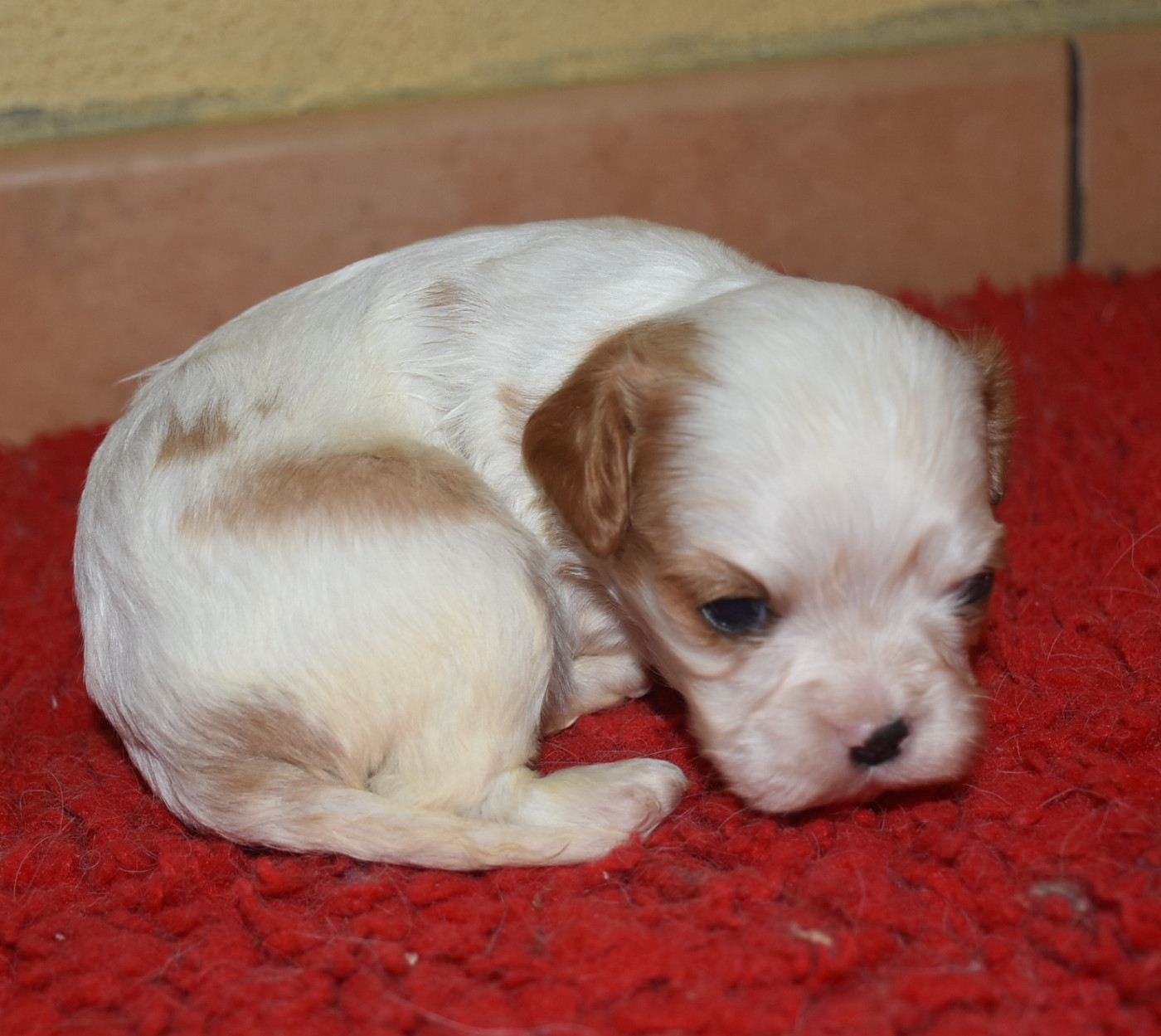 De la combe berail - Chiots disponibles - Cavalier King Charles Spaniel
