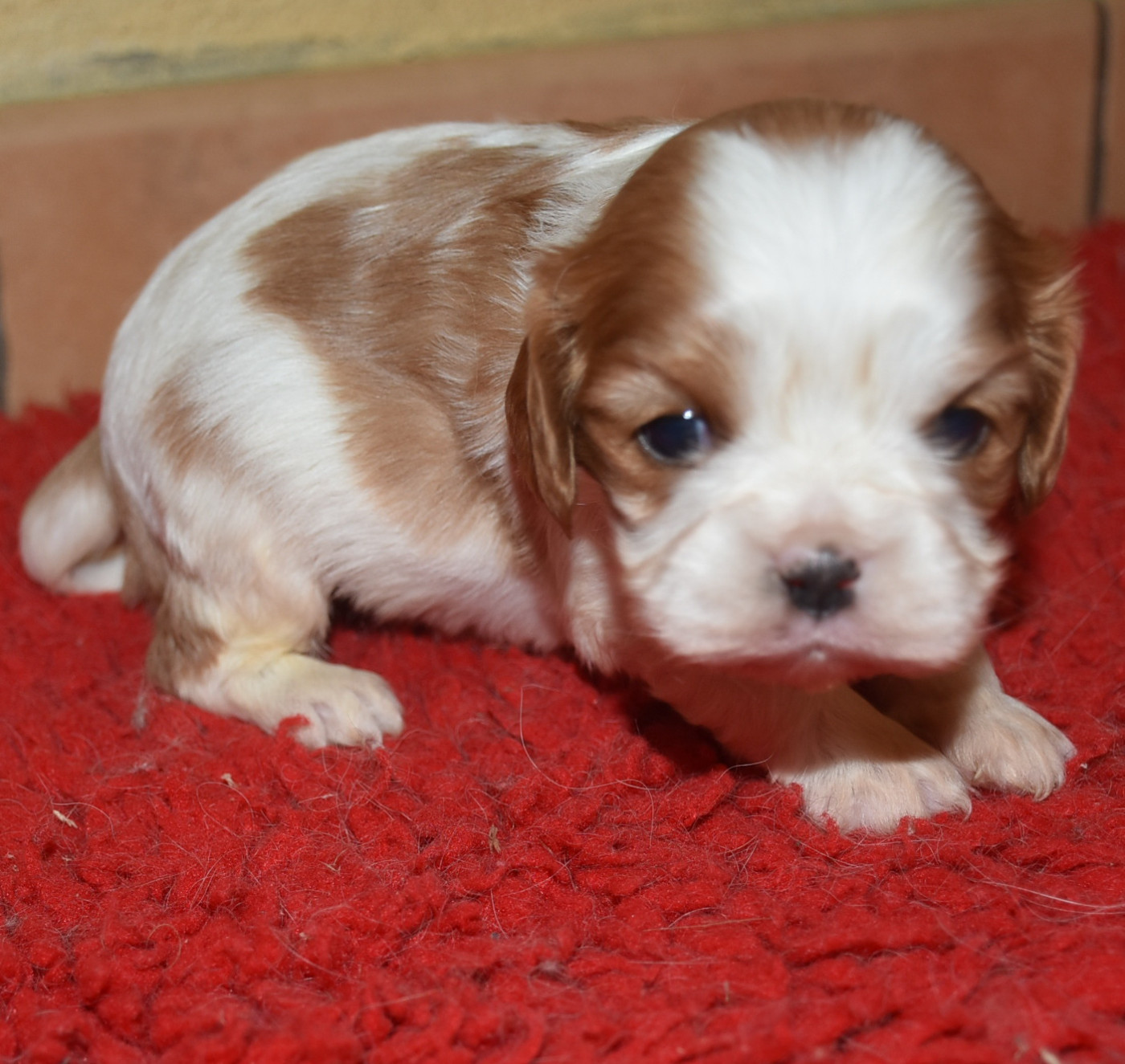 De la combe berail - Chiots disponibles - Cavalier King Charles Spaniel