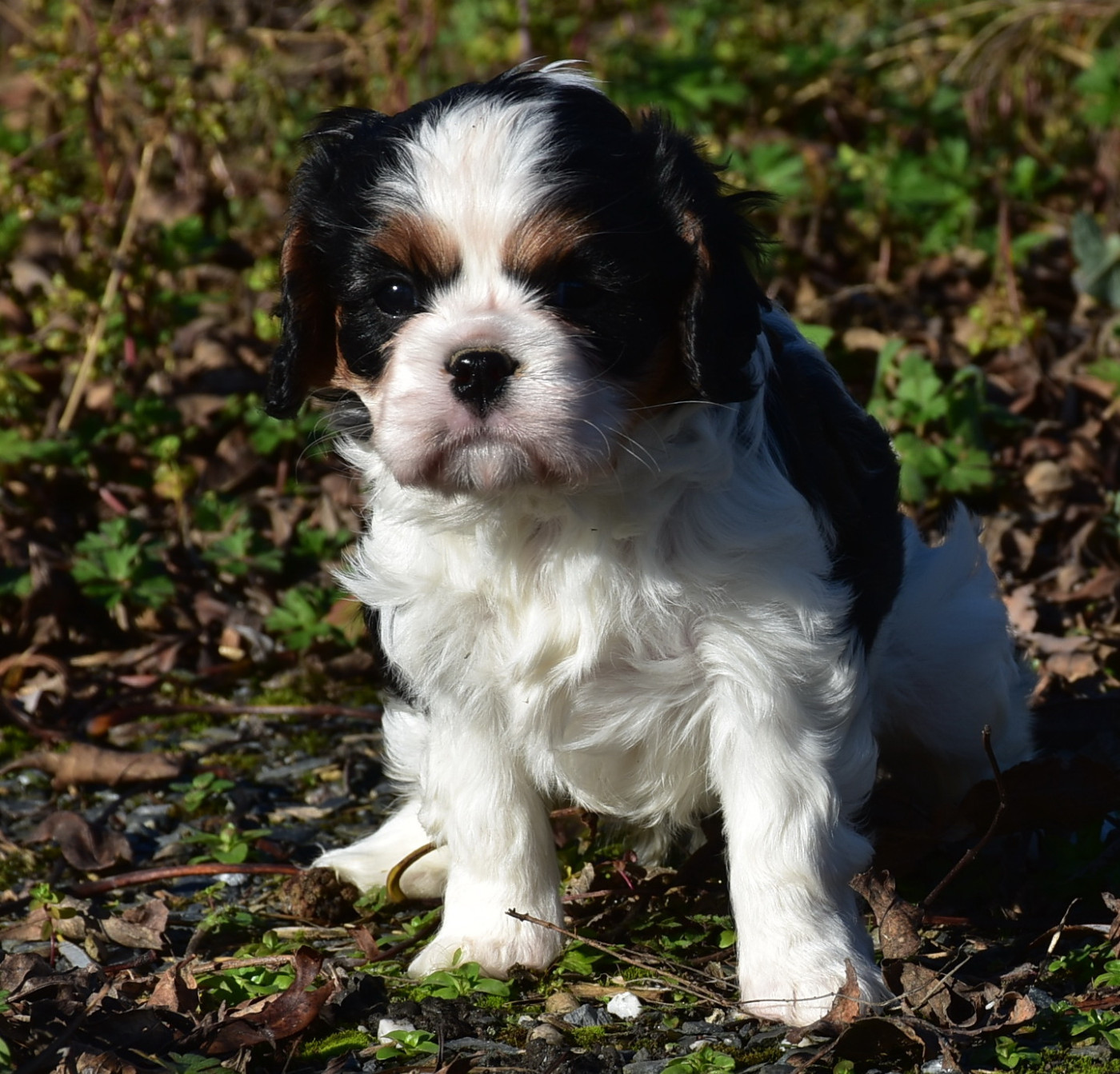 De la combe berail - Chiots disponibles - Cavalier King Charles Spaniel