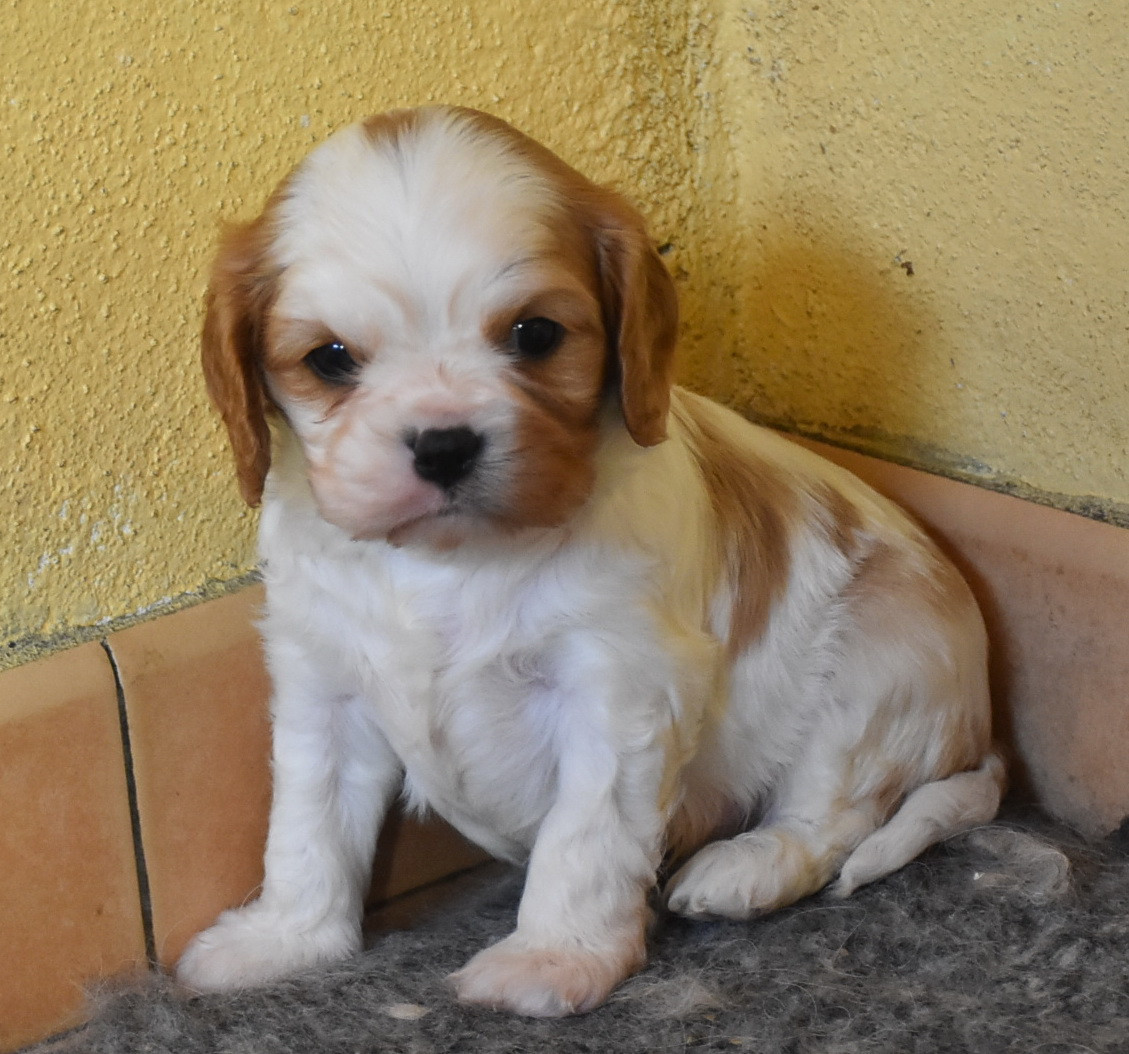 De la combe berail - Chiots disponibles - Cavalier King Charles Spaniel