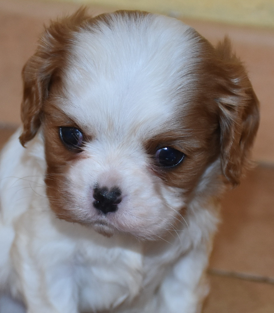 De la combe berail - Chiots disponibles - Cavalier King Charles Spaniel