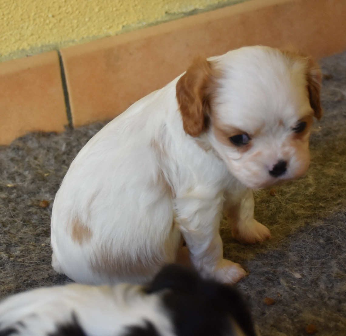 De la combe berail - Chiots disponibles - Cavalier King Charles Spaniel