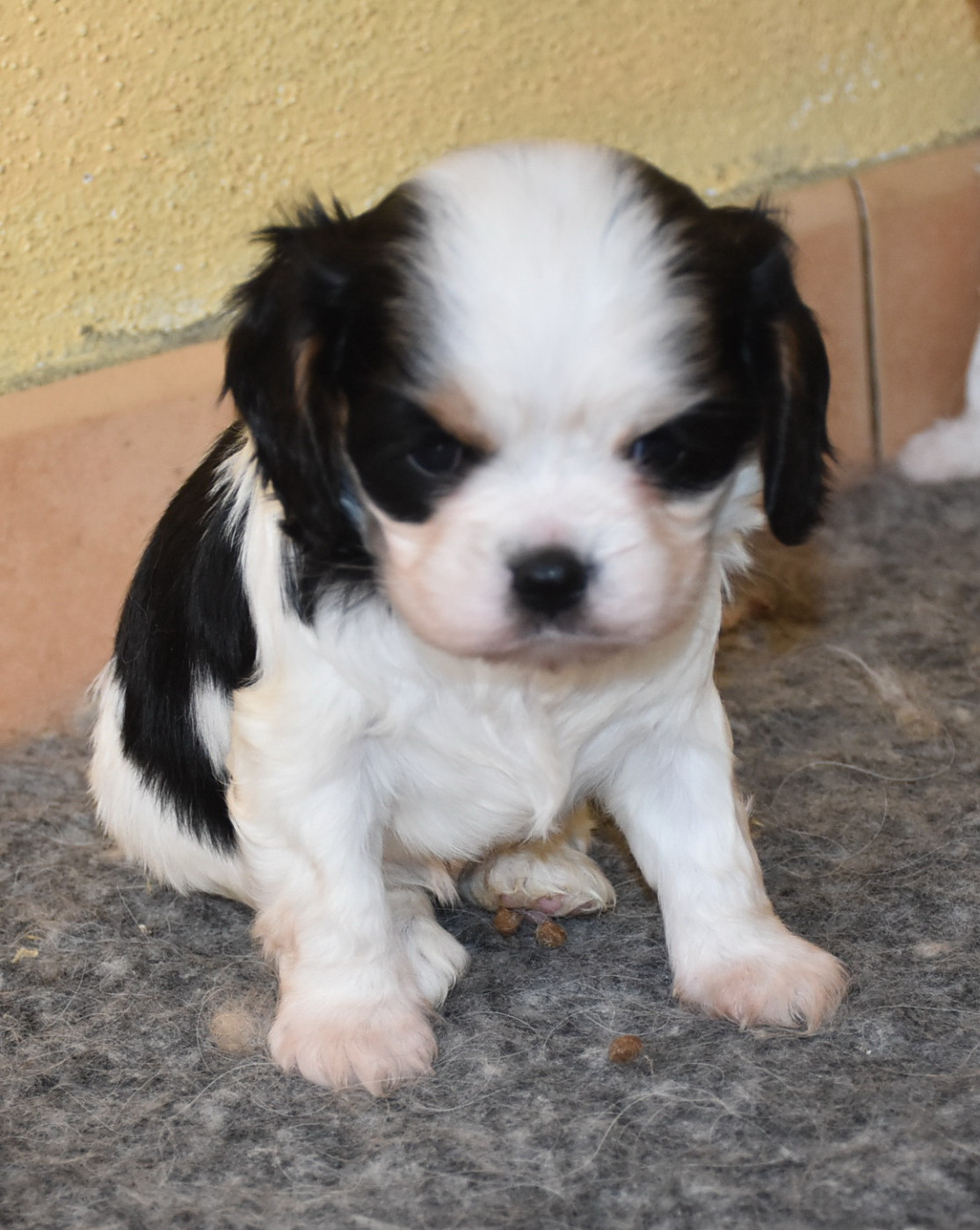De la combe berail - Chiots disponibles - Cavalier King Charles Spaniel