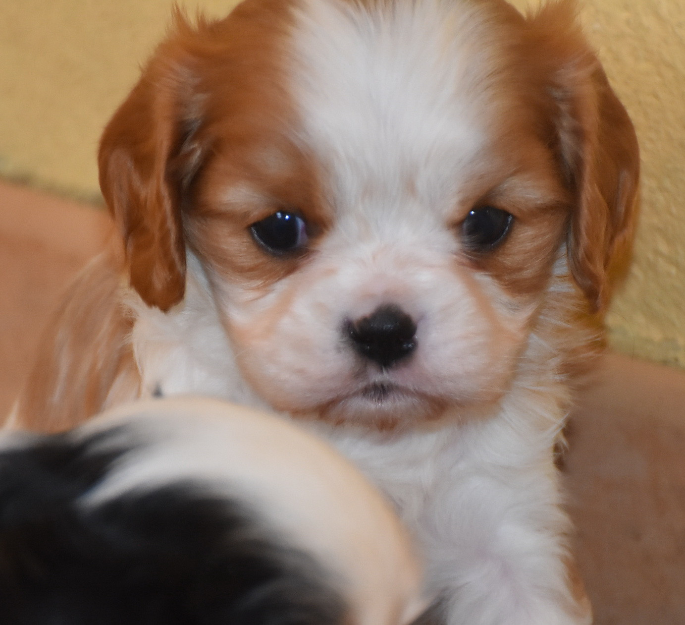 De la combe berail - Chiots disponibles - Cavalier King Charles Spaniel