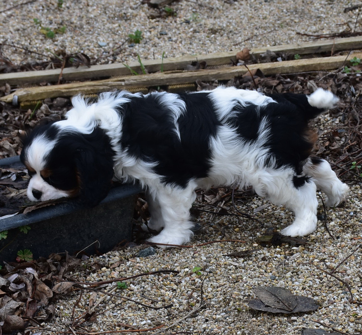 De la combe berail - Chiots disponibles - Cavalier King Charles Spaniel