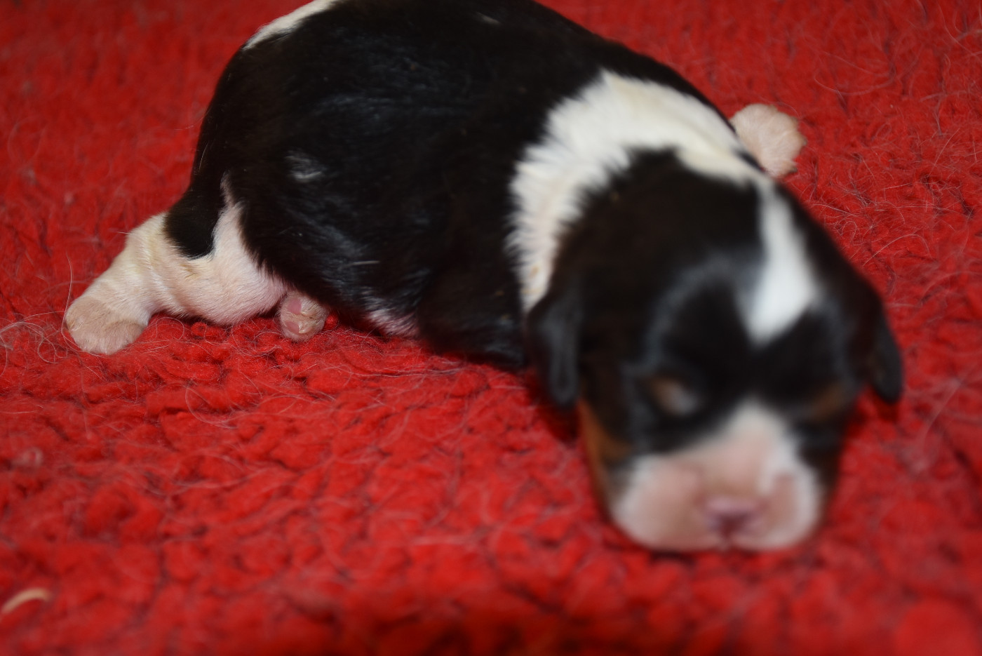 De la combe berail - Chiots disponibles - Cavalier King Charles Spaniel