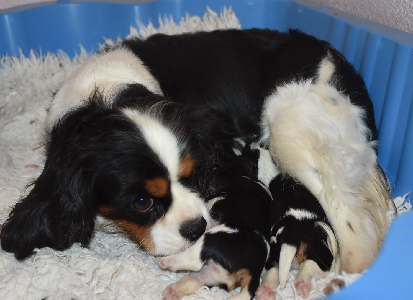 Chiot Cavalier King Charles Spaniel De la combe berail