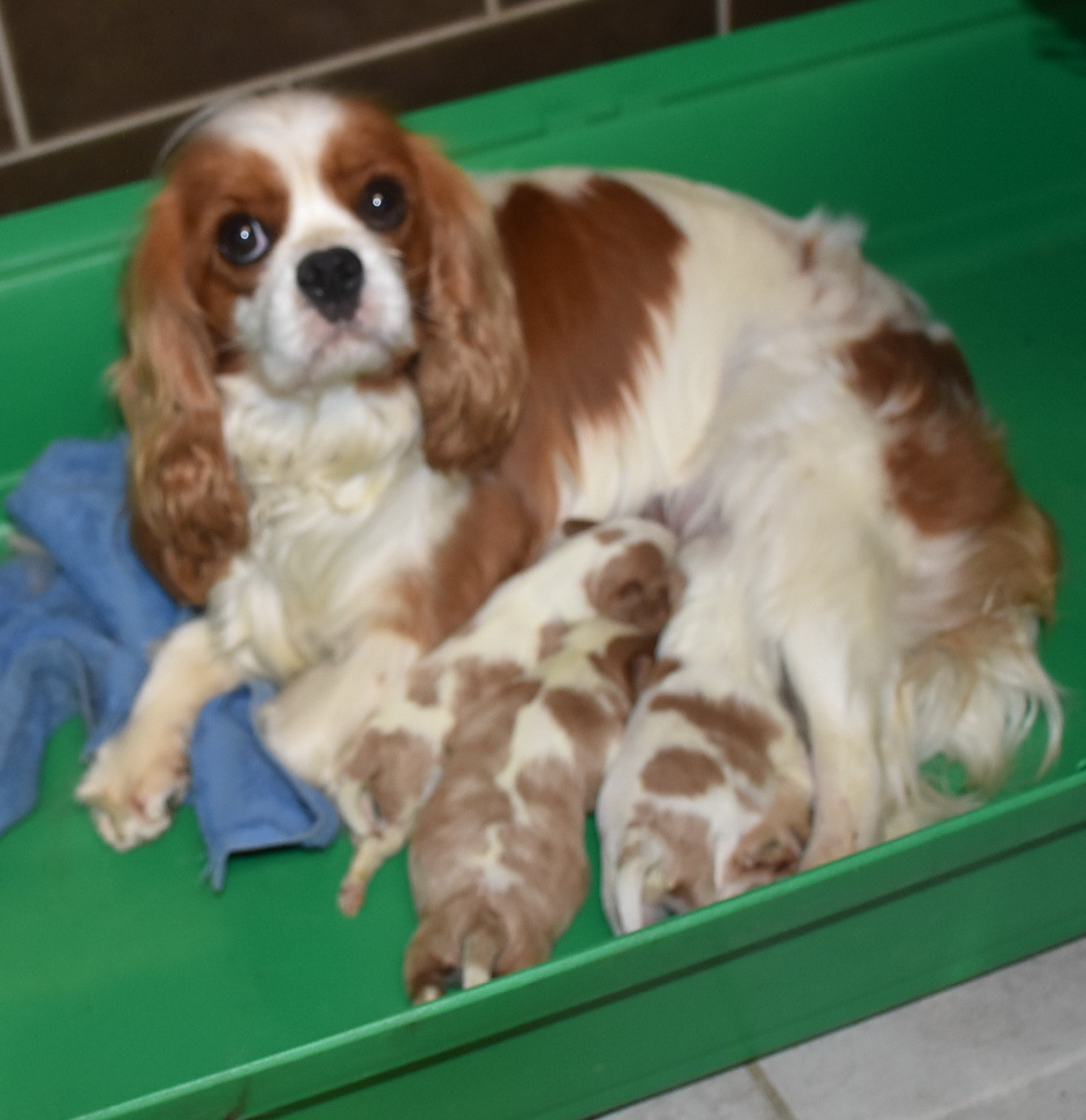 Chiot Cavalier King Charles Spaniel De la combe berail