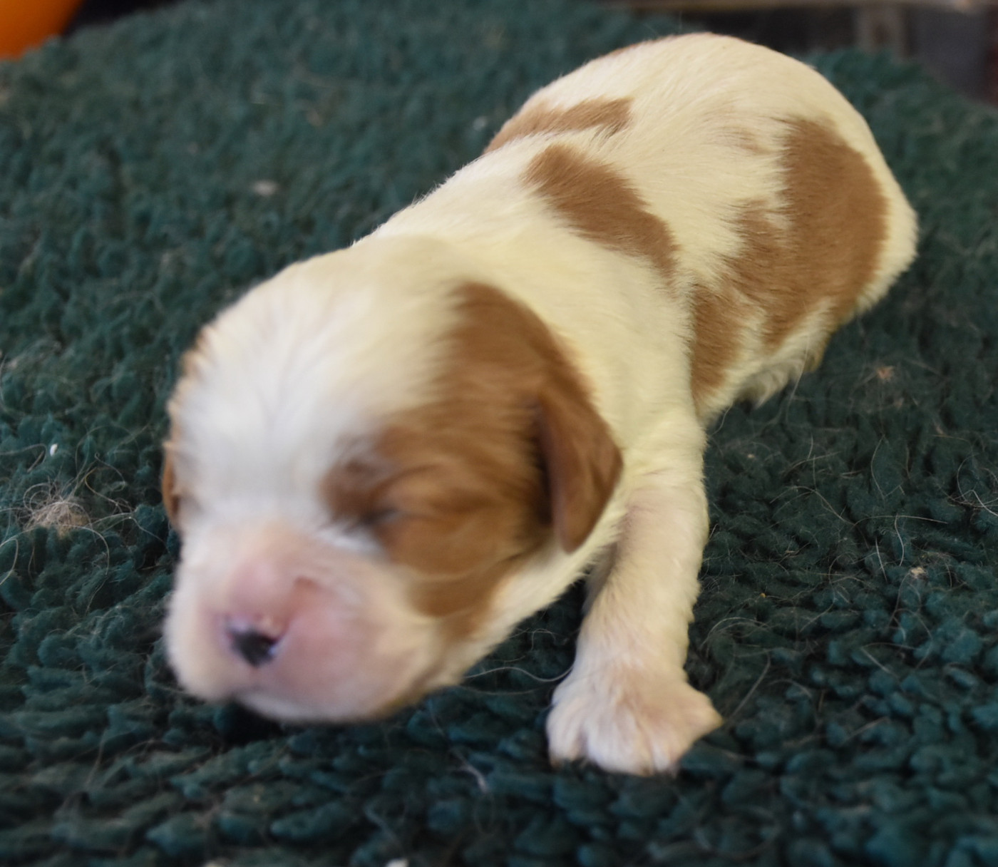 De la combe berail - Chiots disponibles - Cavalier King Charles Spaniel