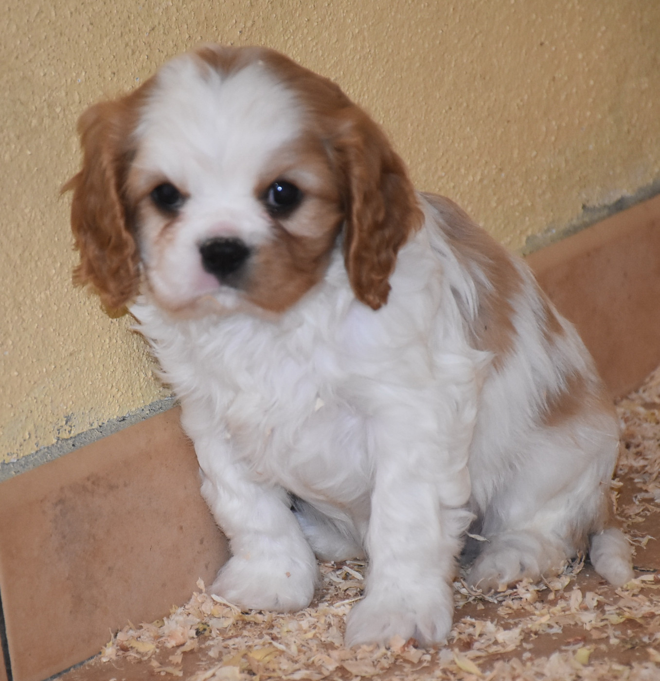 De la combe berail - Chiots disponibles - Cavalier King Charles Spaniel