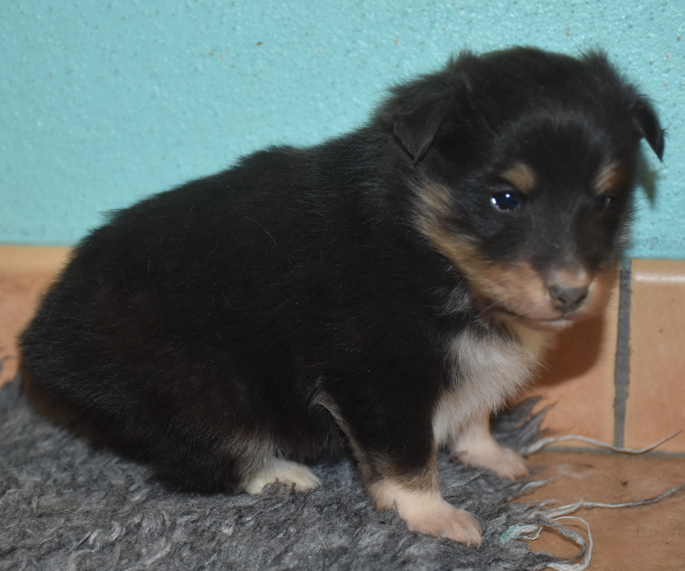 De la combe berail - Chiots disponibles - Shetland Sheepdog