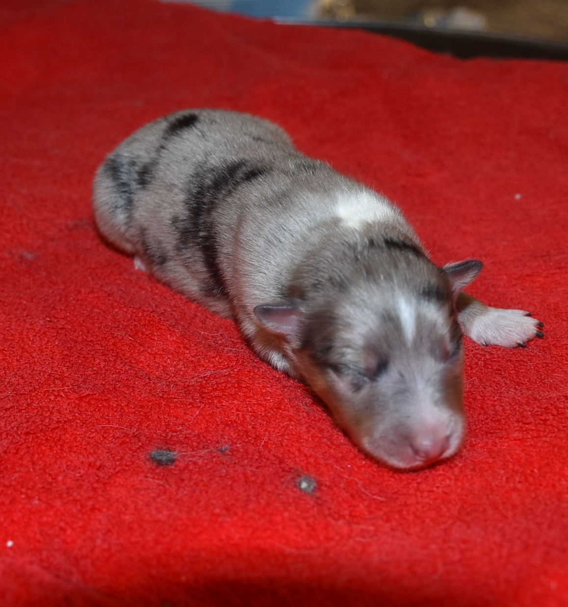 De la combe berail - Chiots disponibles - Shetland Sheepdog