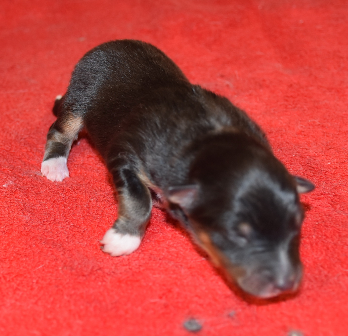 De la combe berail - Chiots disponibles - Shetland Sheepdog