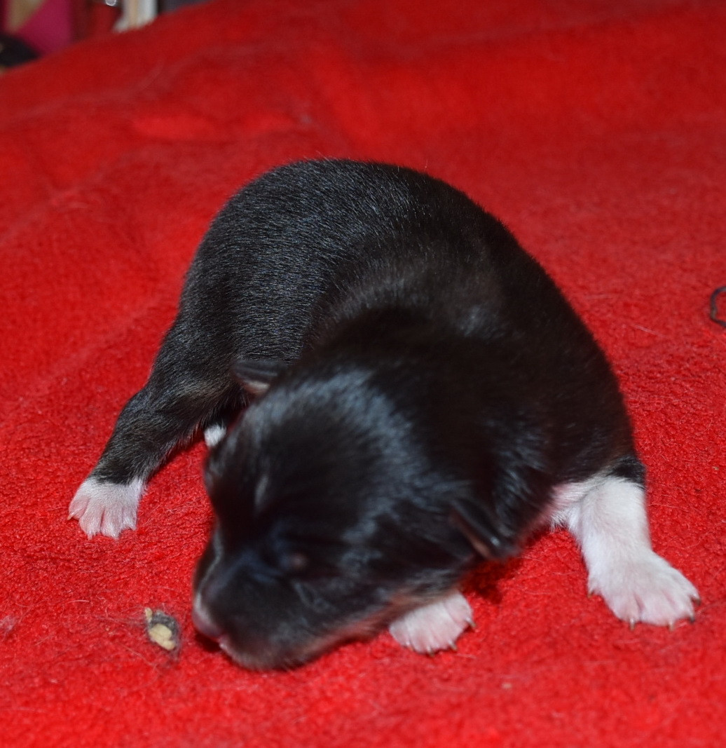 De la combe berail - Chiots disponibles - Shetland Sheepdog