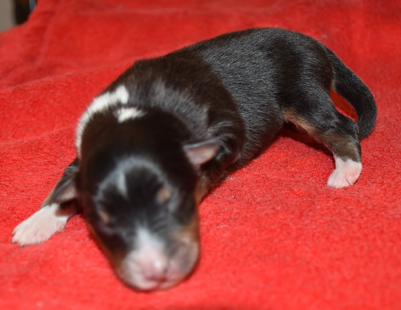 De la combe berail - Chiots disponibles - Shetland Sheepdog