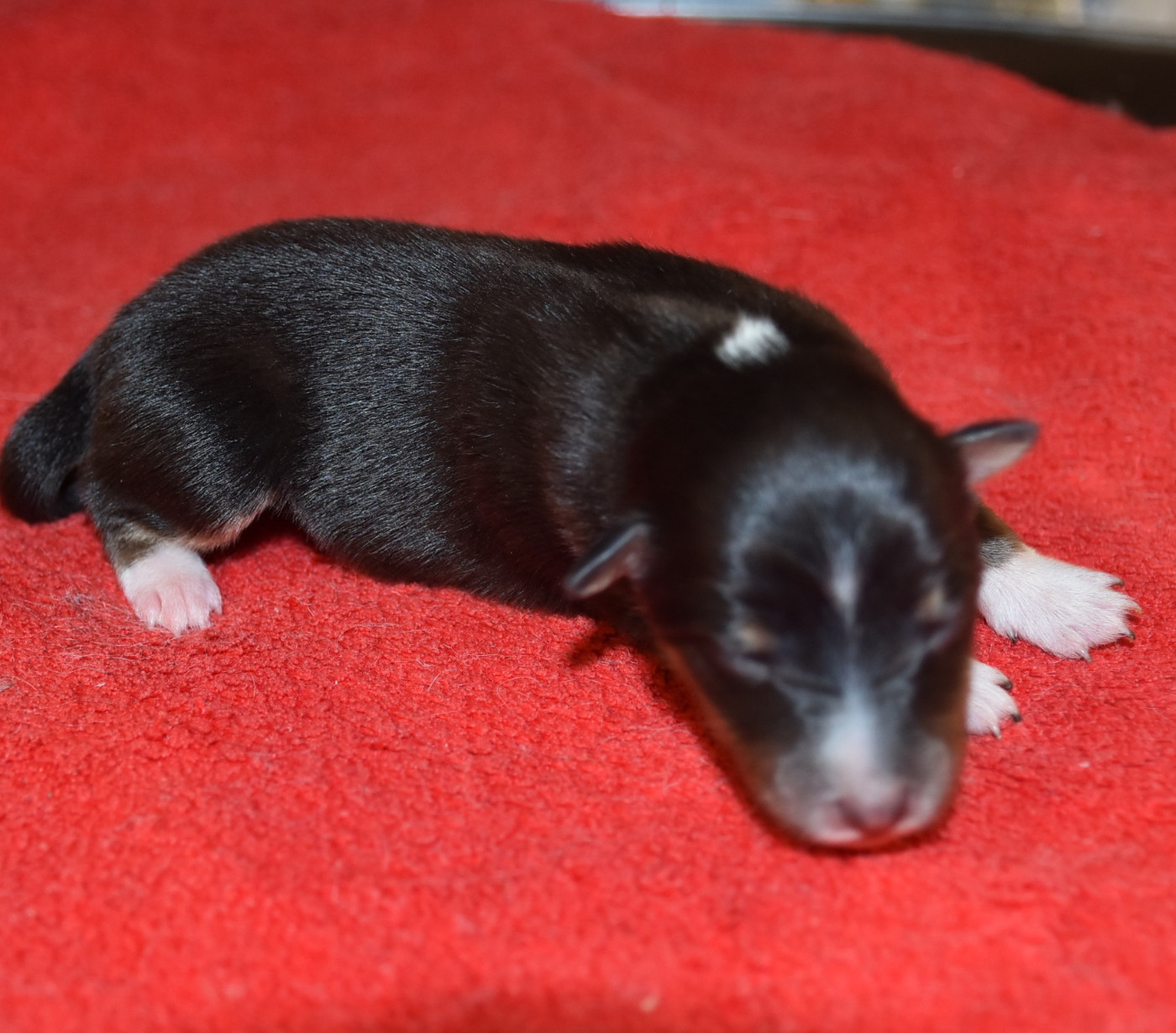 De la combe berail - Chiots disponibles - Shetland Sheepdog