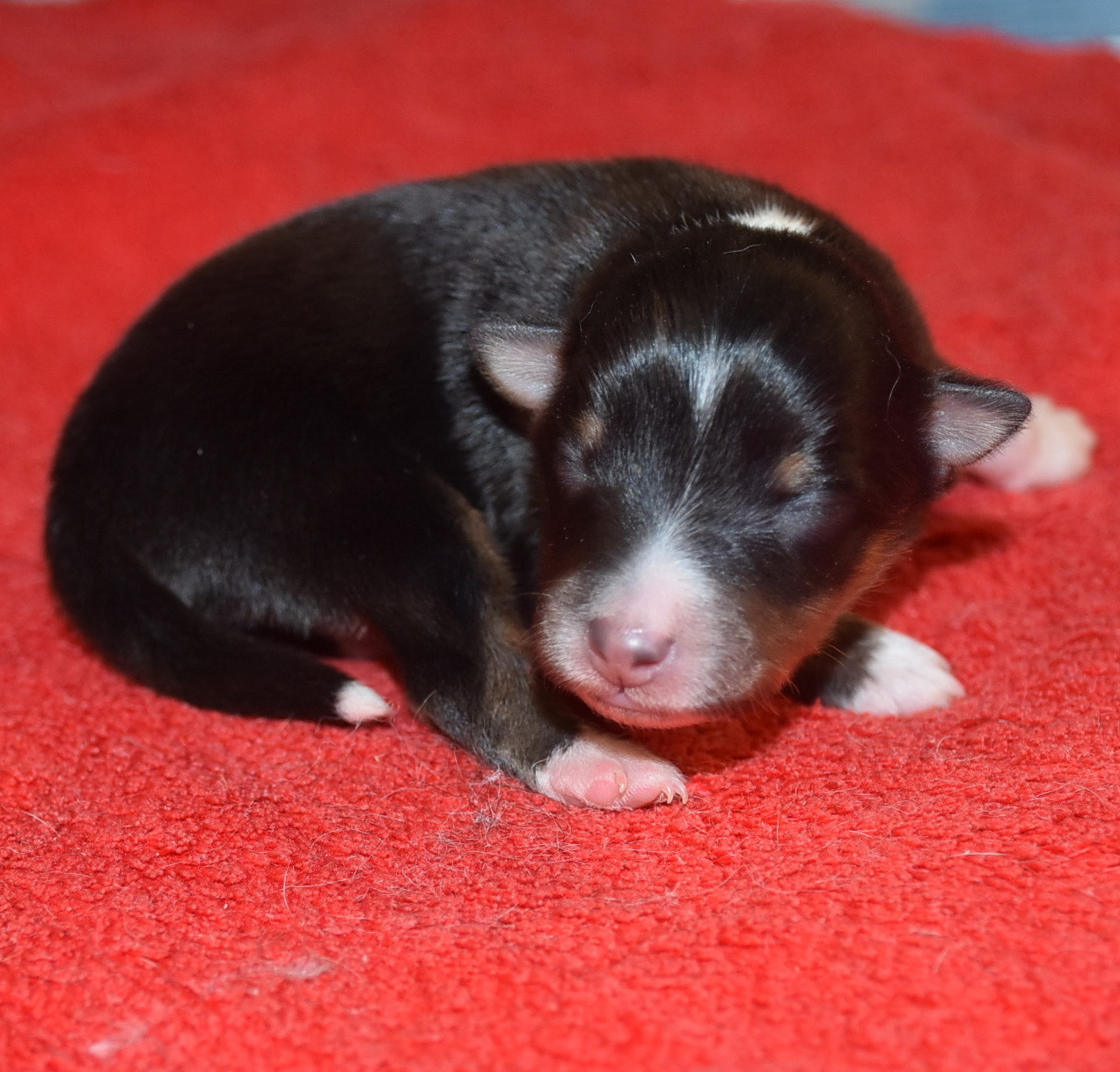 De la combe berail - Chiots disponibles - Shetland Sheepdog