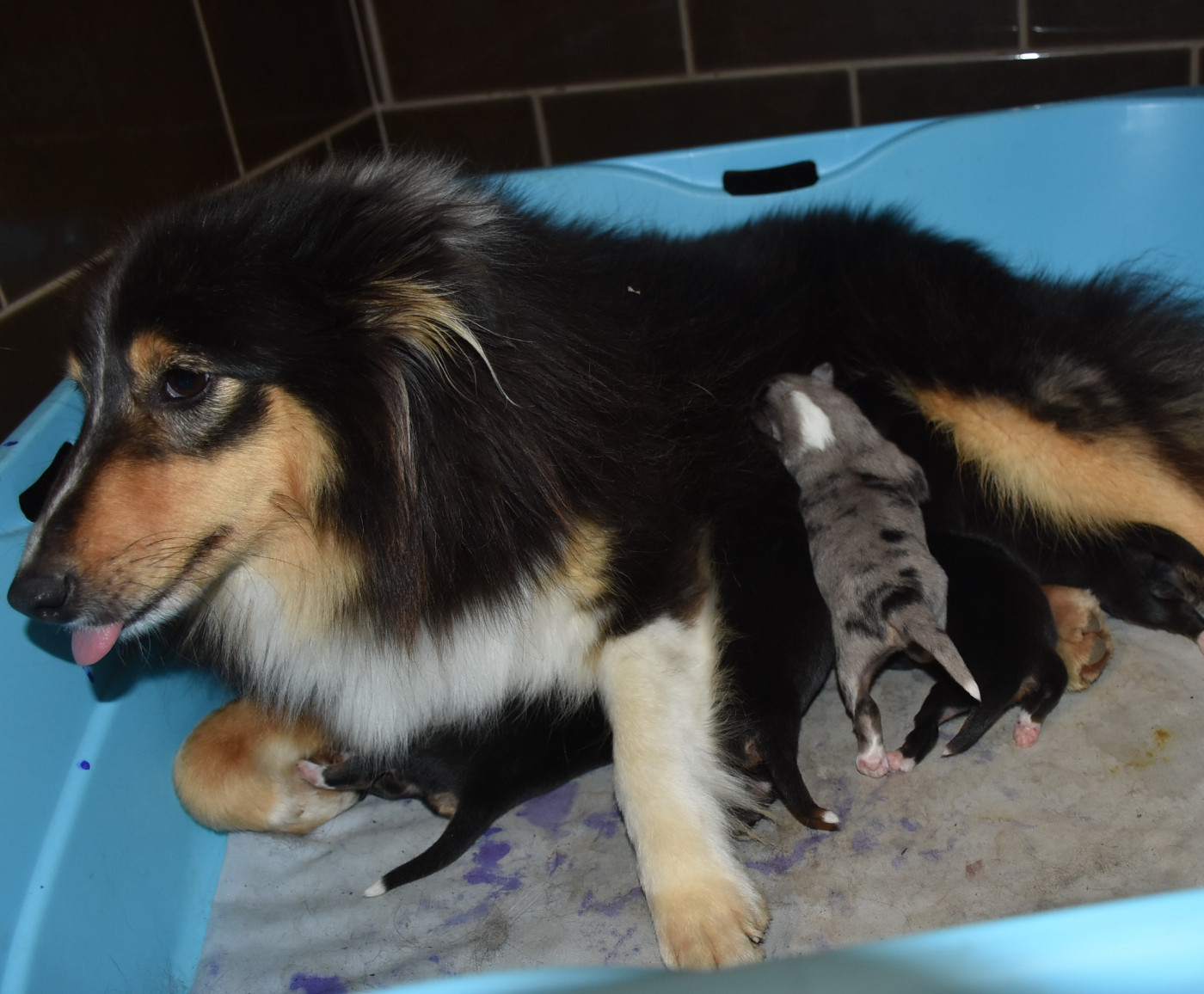 De la combe berail - Shetland Sheepdog - Portée née le 13/01/2026