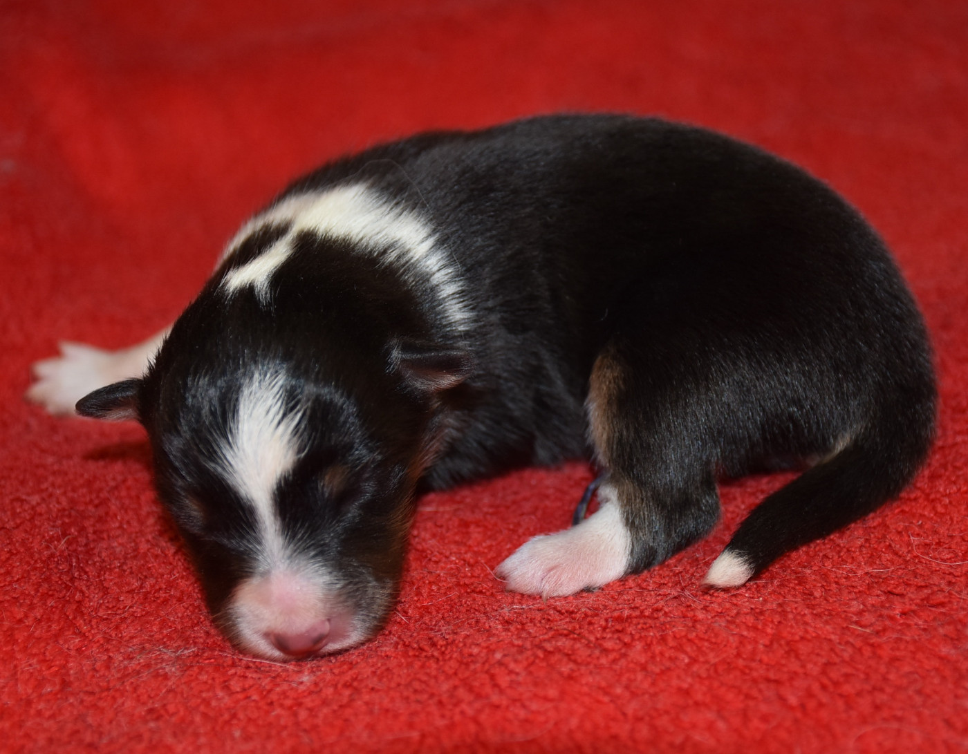 De la combe berail - Chiots disponibles - Shetland Sheepdog