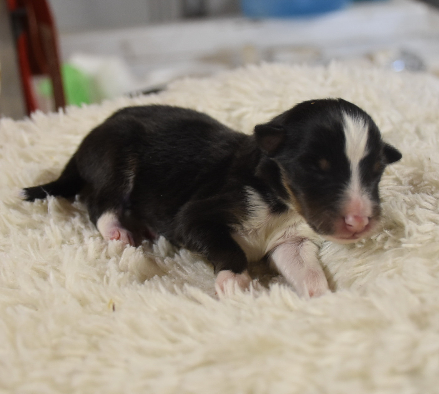 De la combe berail - Chiots disponibles - Shetland Sheepdog