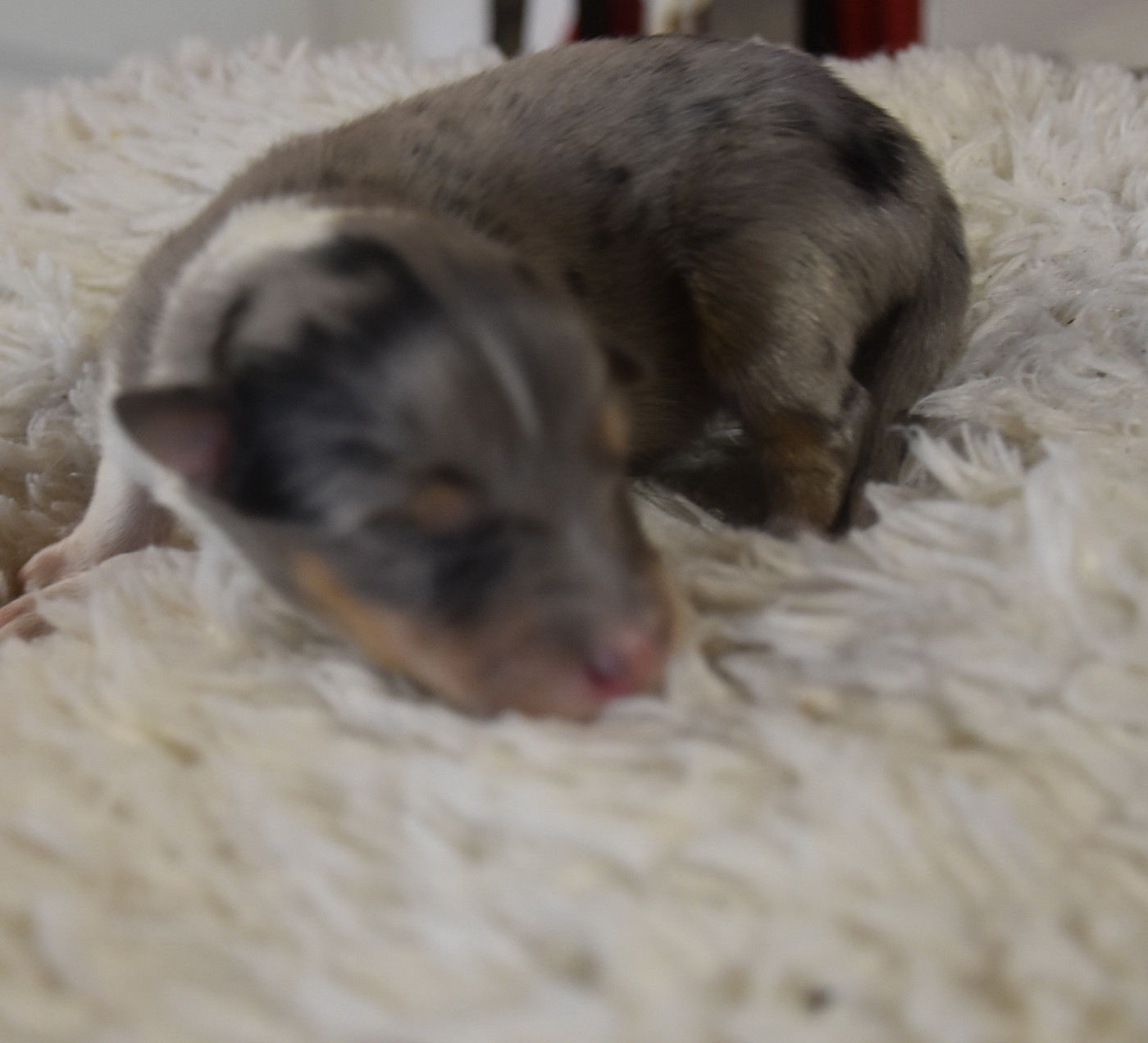 De la combe berail - Chiots disponibles - Shetland Sheepdog