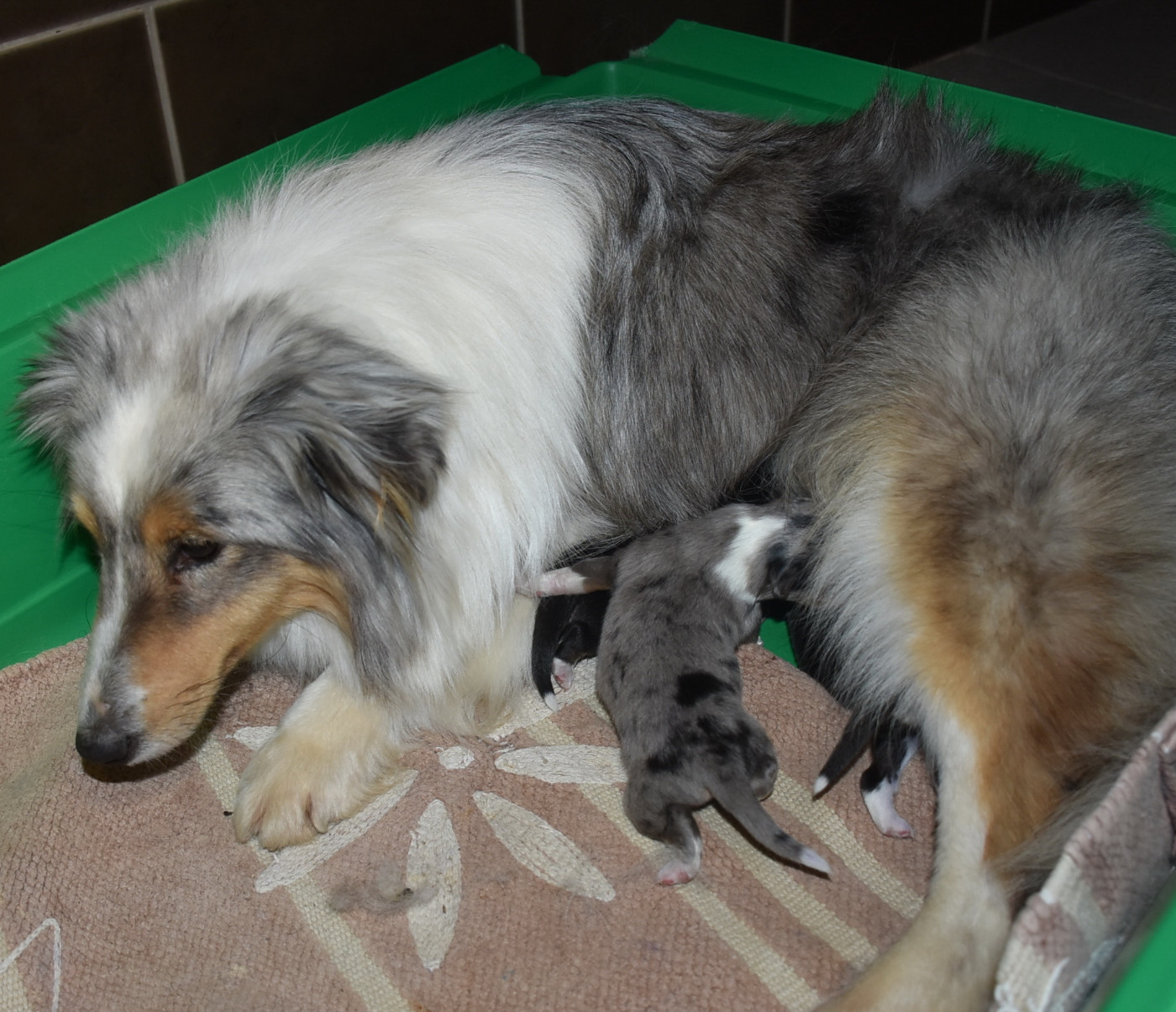 De la combe berail - Shetland Sheepdog - Portée née le 14/01/2026