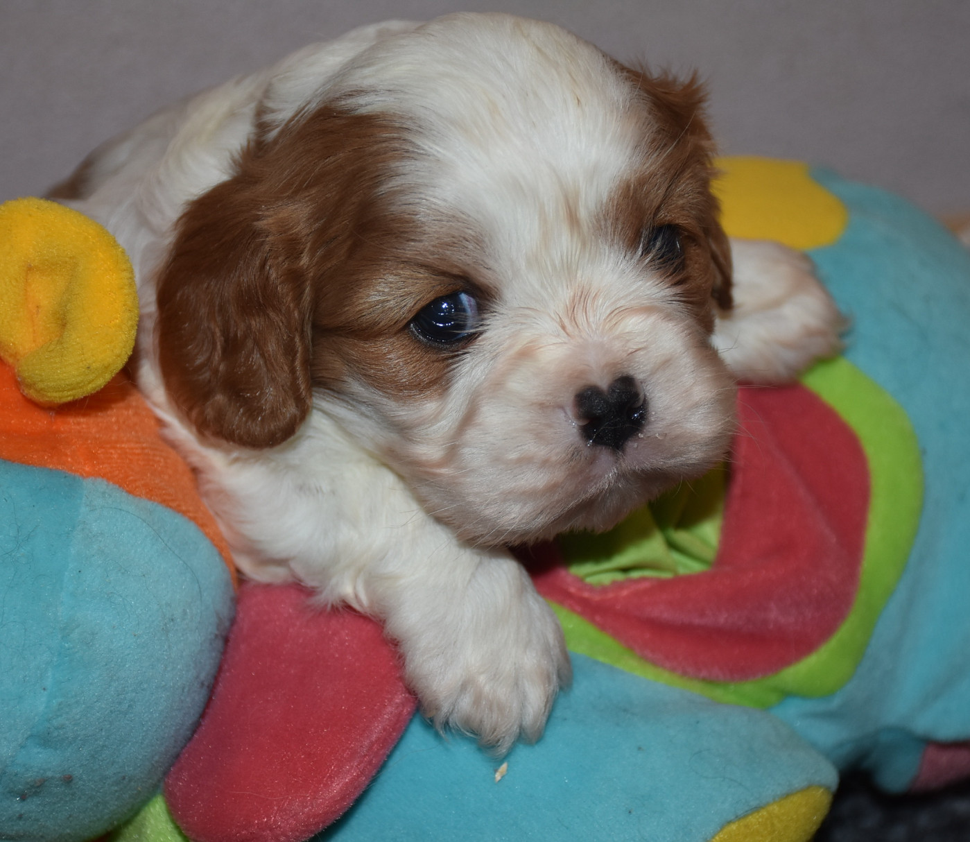 De la combe berail - Chiots disponibles - Cavalier King Charles Spaniel