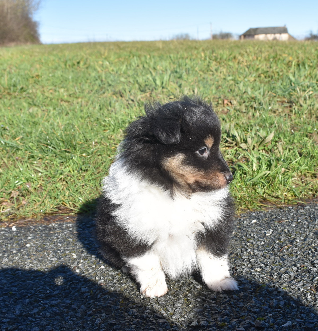 De la combe berail - Chiots disponibles - Shetland Sheepdog