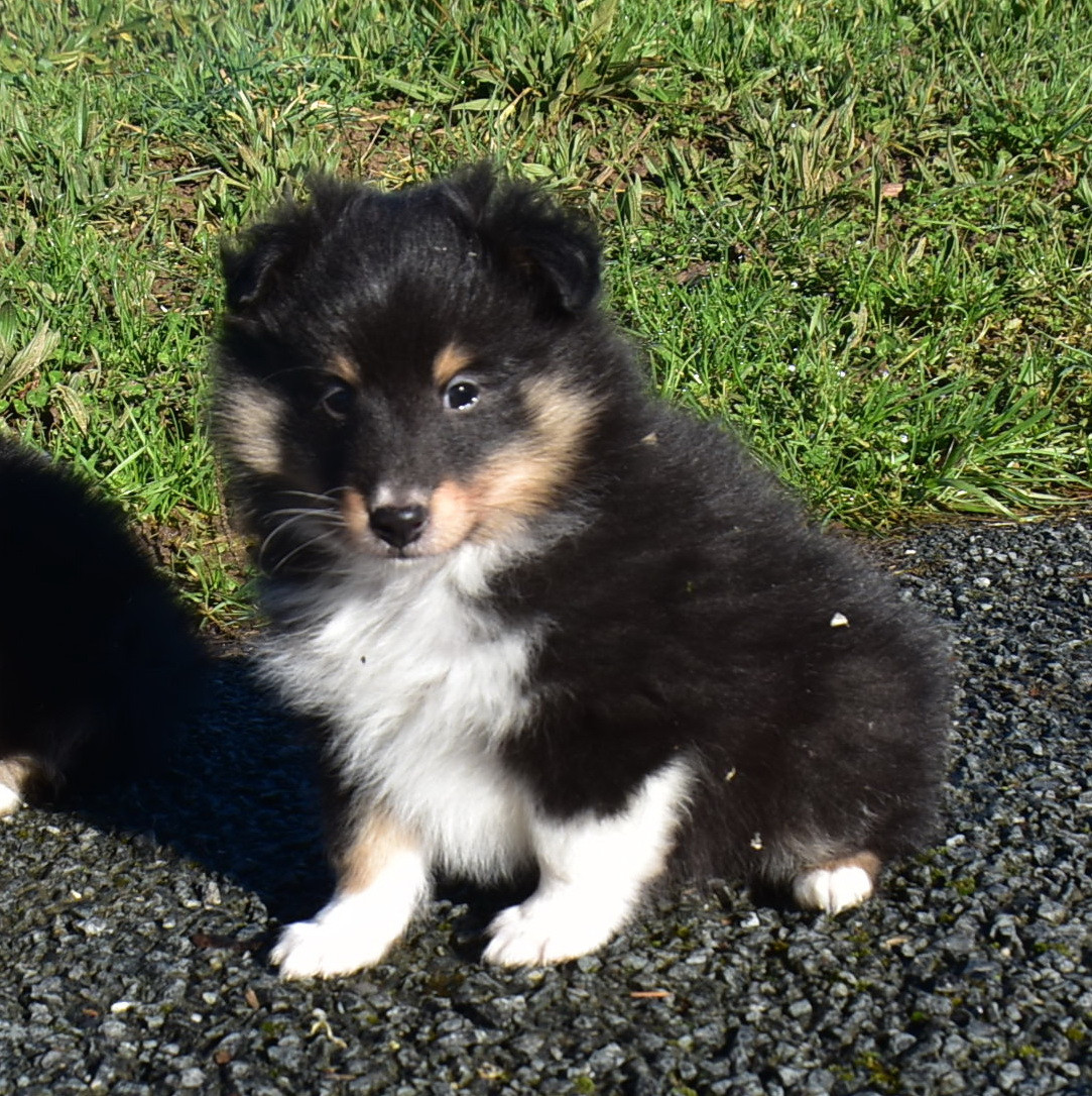 De la combe berail - Chiots disponibles - Shetland Sheepdog