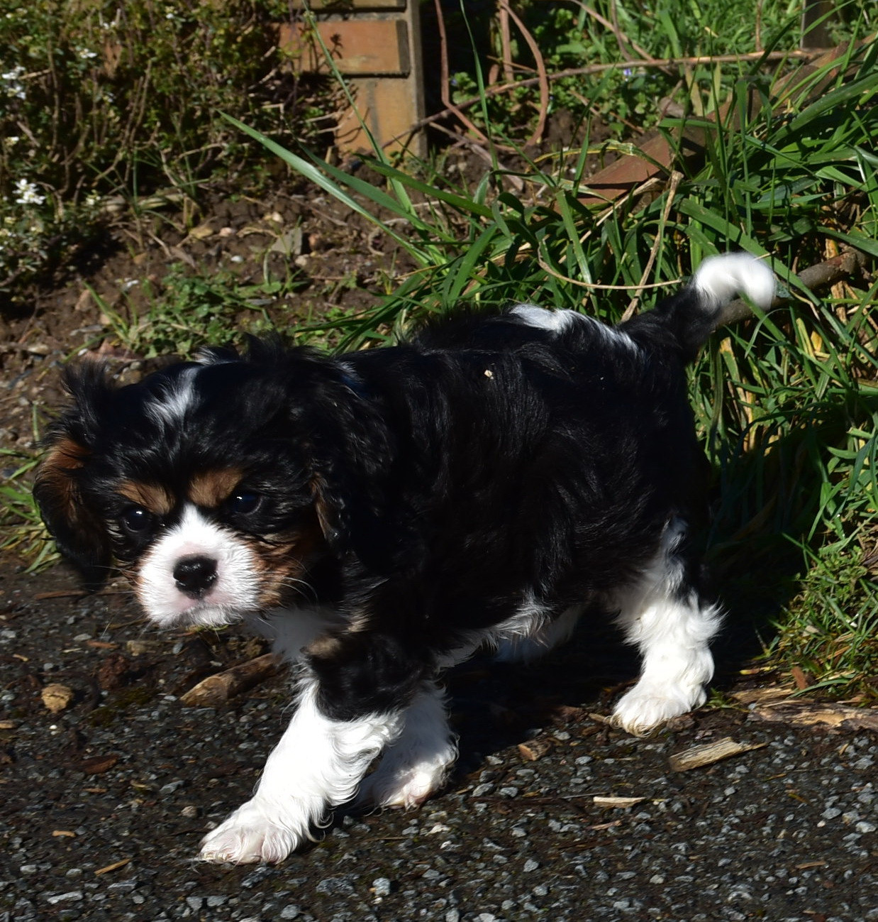 De la combe berail - Chiots disponibles - Cavalier King Charles Spaniel