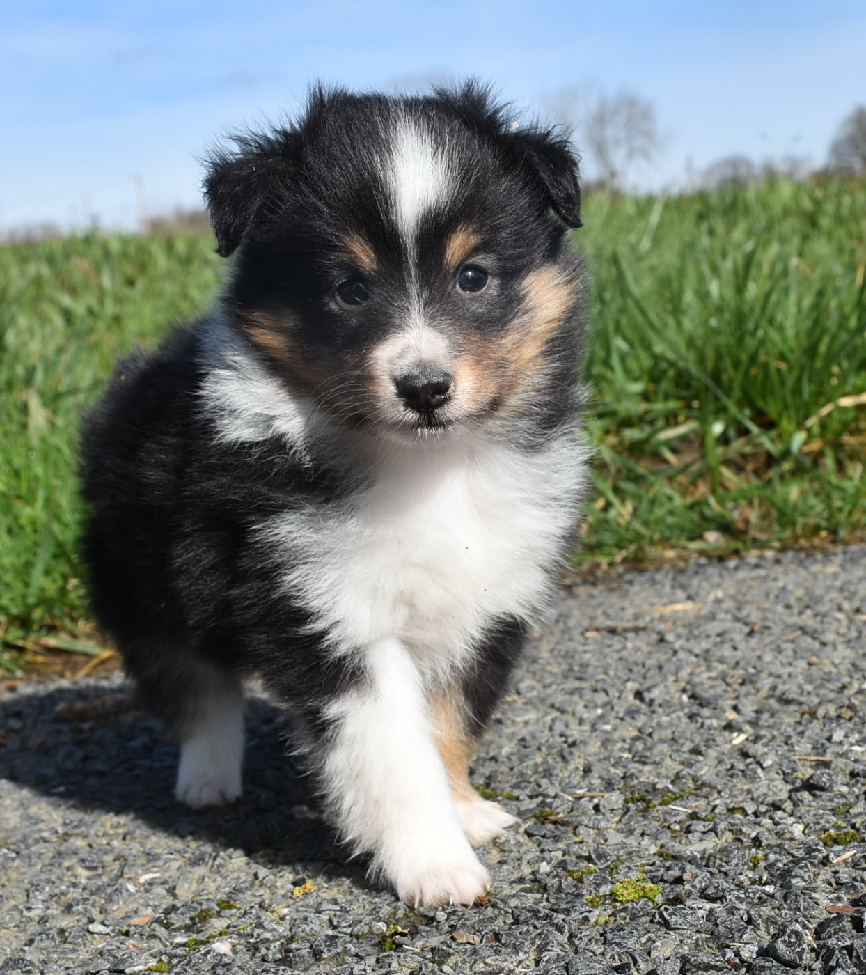 De la combe berail - Chiots disponibles - Shetland Sheepdog
