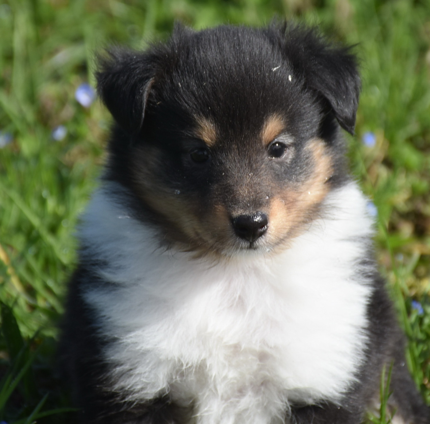 De la combe berail - Chiots disponibles - Shetland Sheepdog