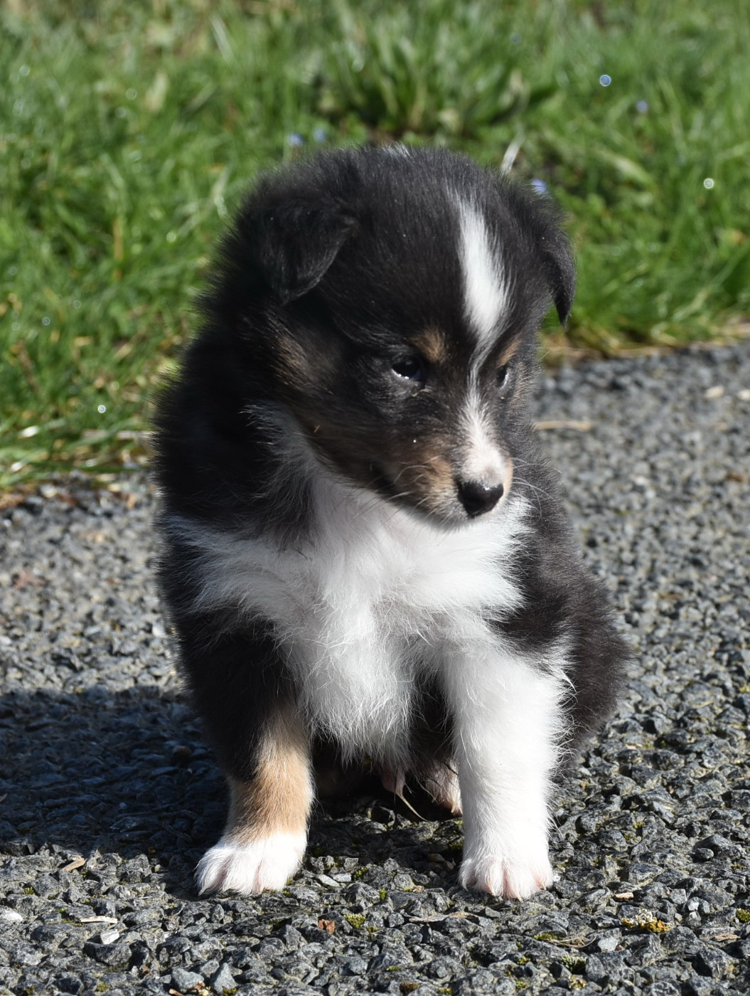 De la combe berail - Chiots disponibles - Shetland Sheepdog