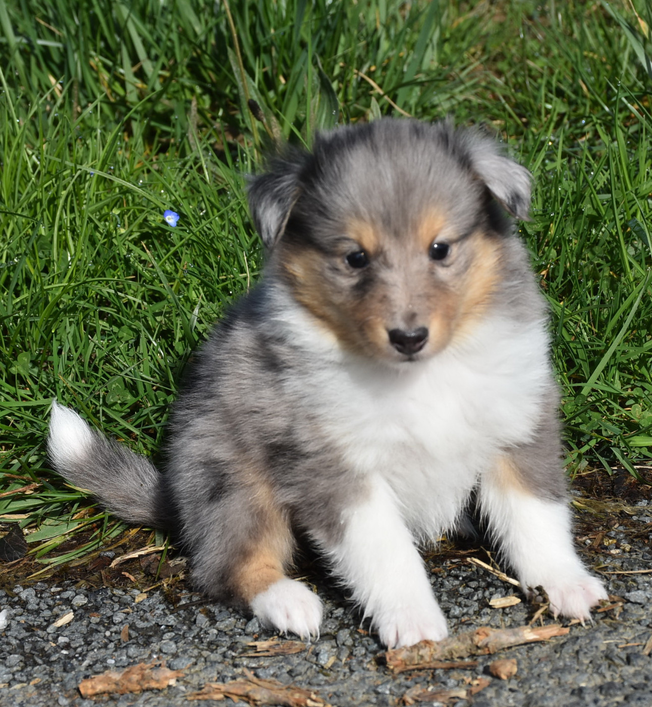 De la combe berail - Chiots disponibles - Shetland Sheepdog