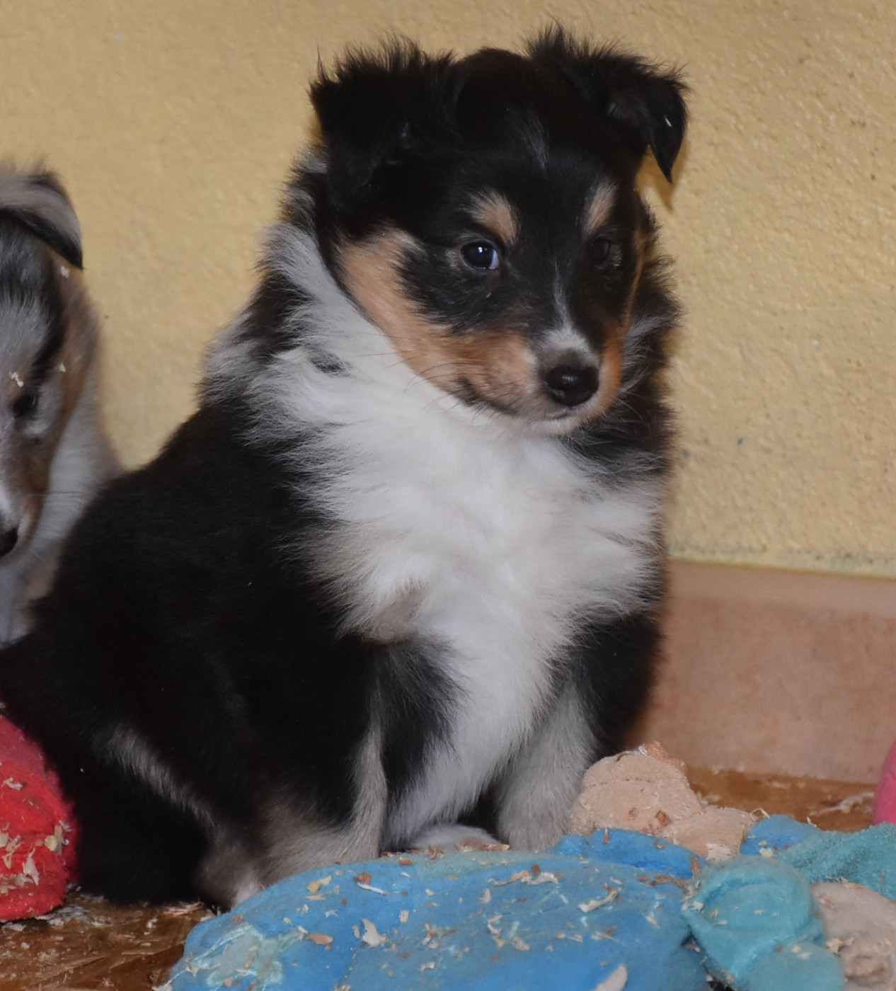 De la combe berail - Chiots disponibles - Shetland Sheepdog