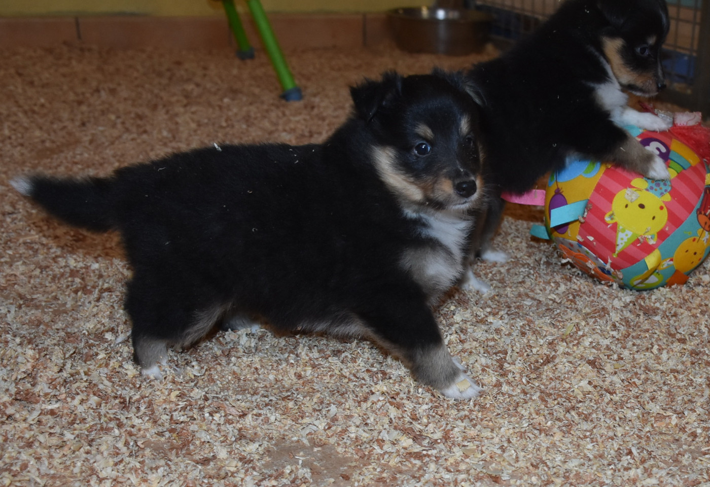 De la combe berail - Chiots disponibles - Shetland Sheepdog