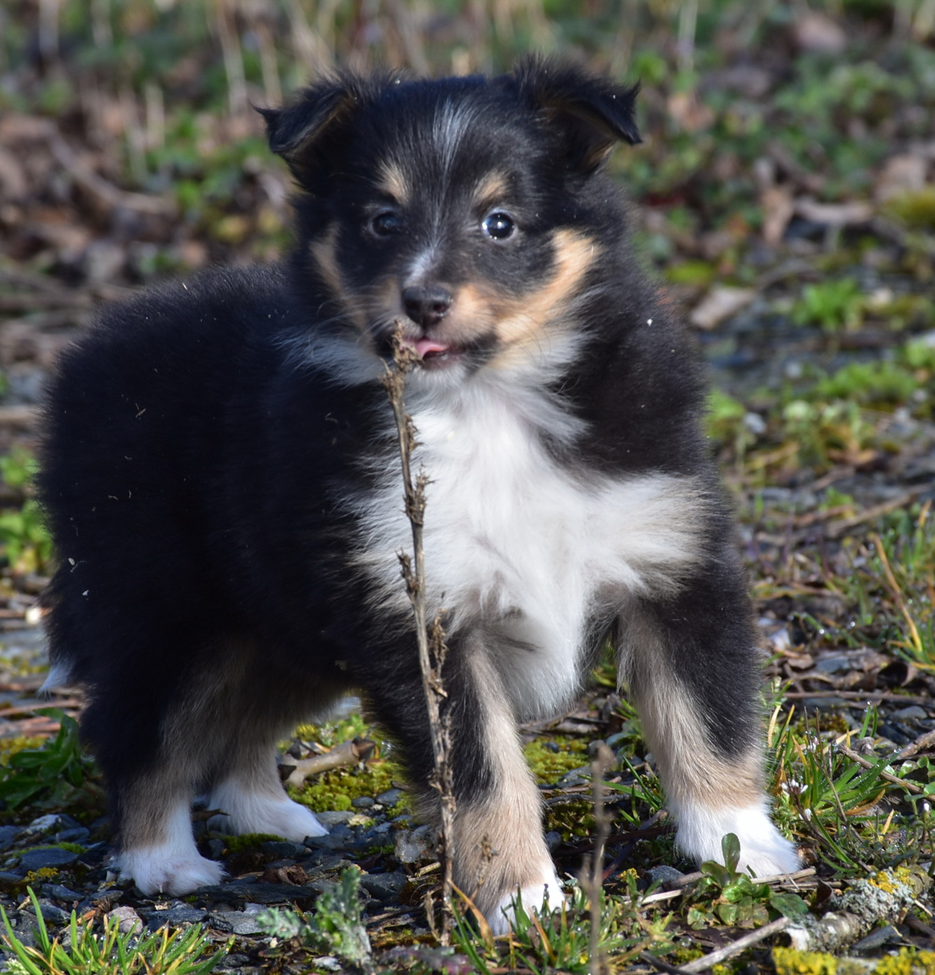 De la combe berail - Chiots disponibles - Shetland Sheepdog