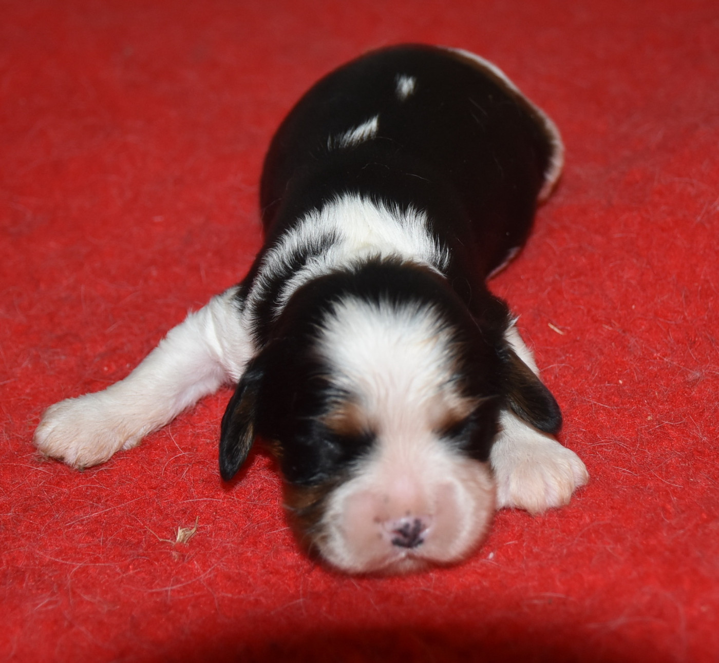 De la combe berail - Chiots disponibles - Cavalier King Charles Spaniel