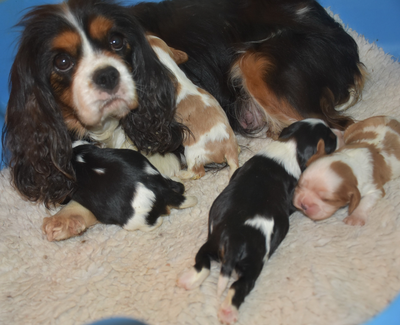 De la combe berail - Cavalier King Charles Spaniel - Portée née le 16/02/2026
