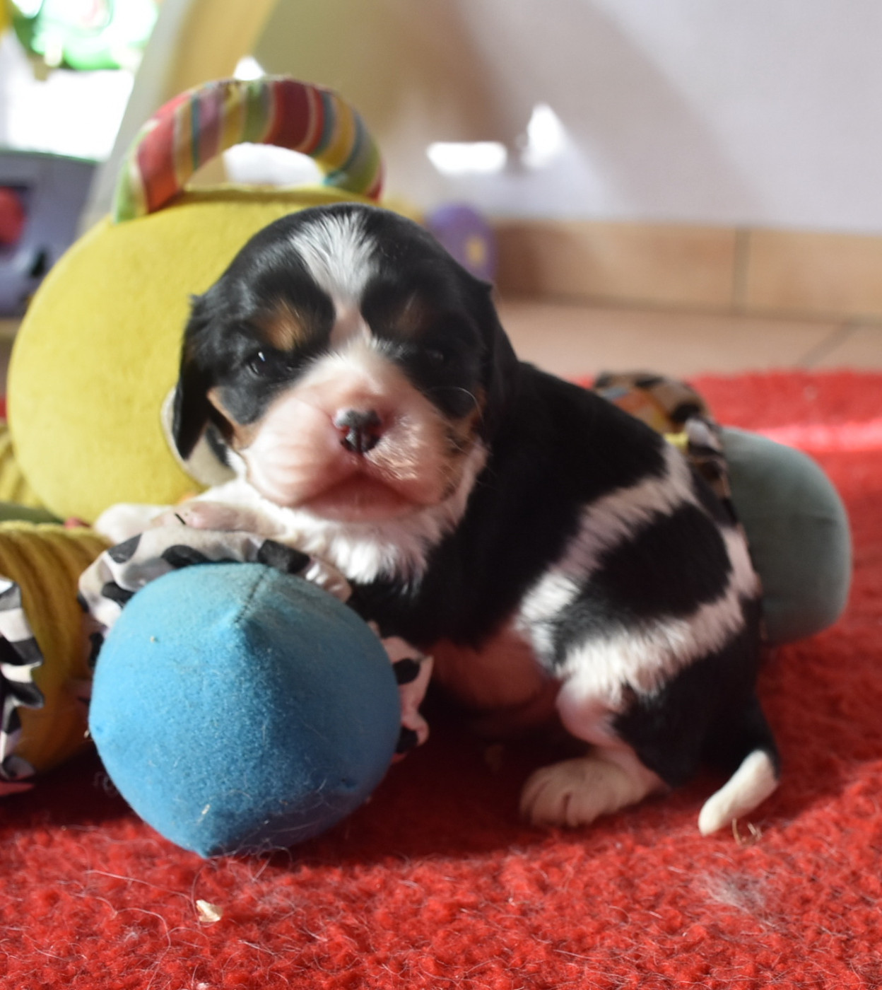 De la combe berail - Chiots disponibles - Cavalier King Charles Spaniel