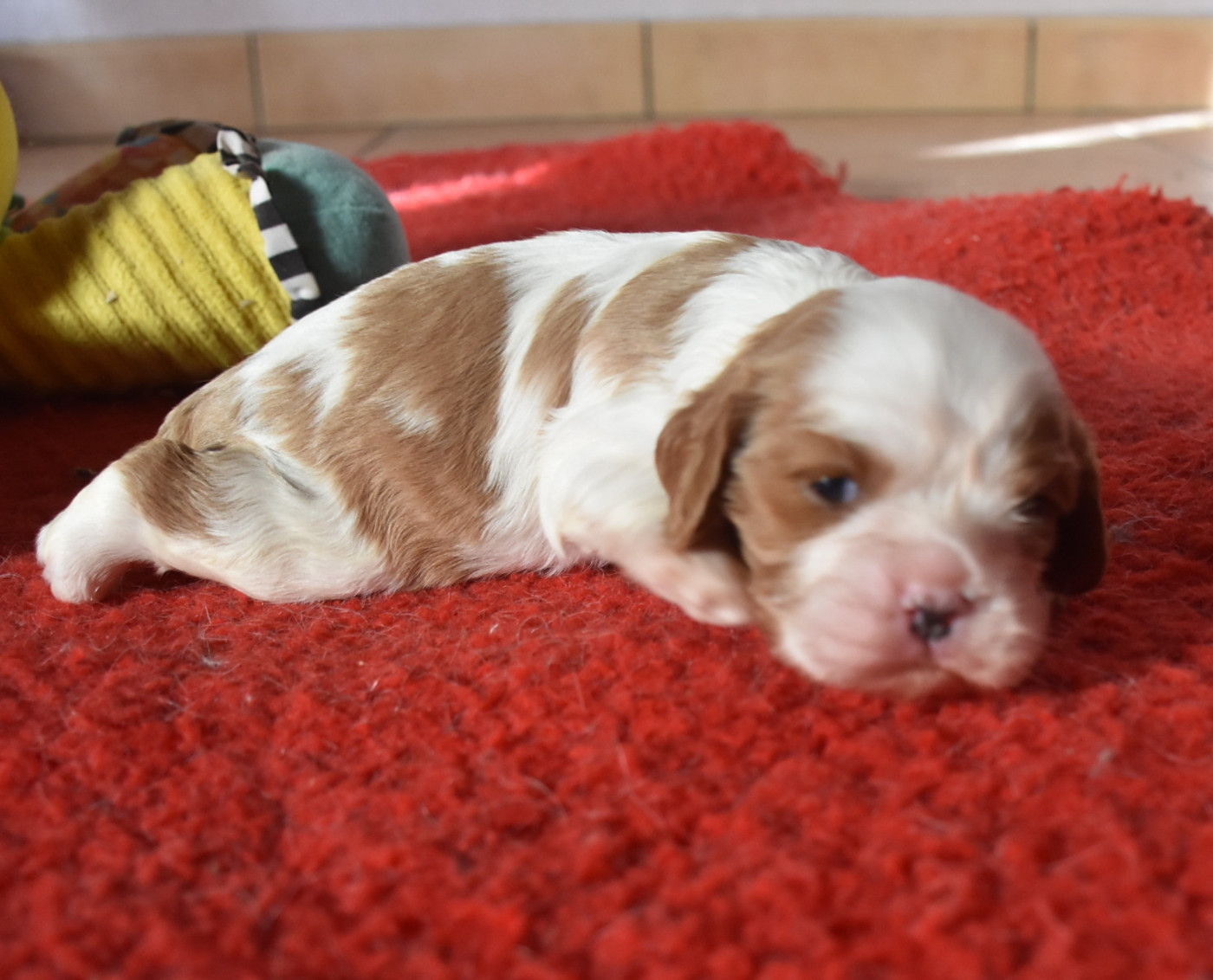 De la combe berail - Chiots disponibles - Cavalier King Charles Spaniel