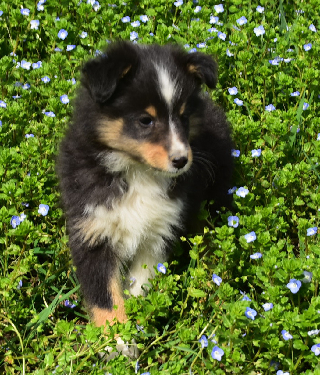 De la combe berail - Chiots disponibles - Shetland Sheepdog