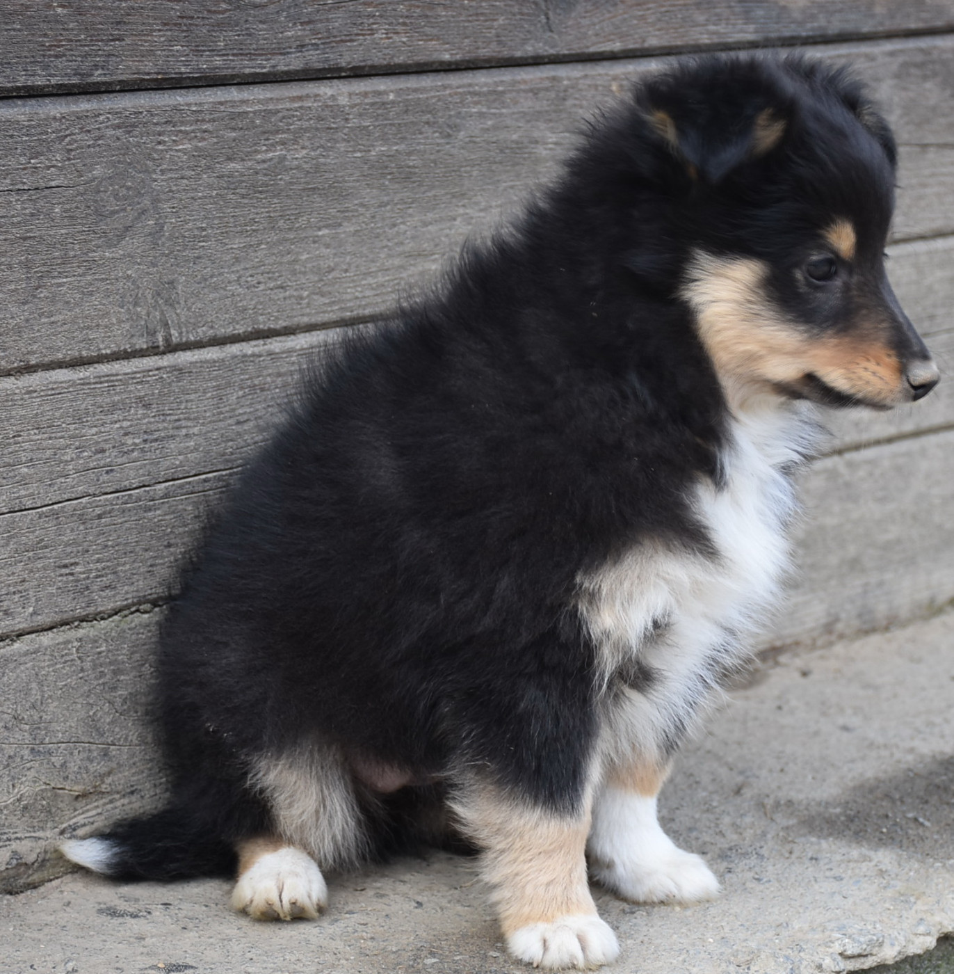 De la combe berail - Chiots disponibles - Shetland Sheepdog